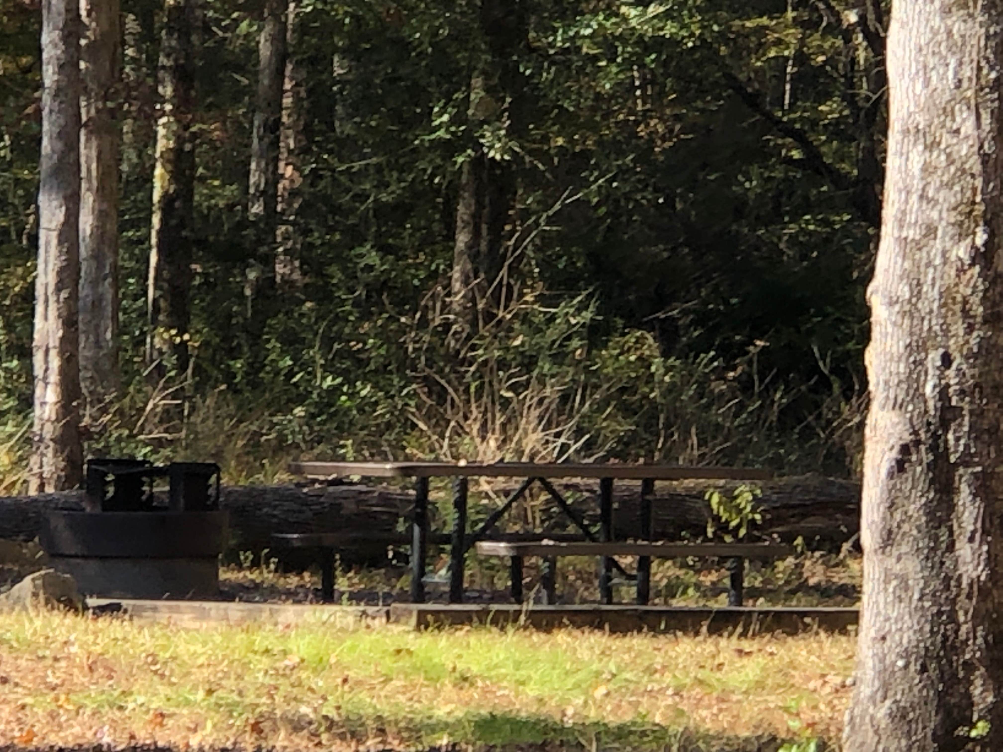 Camper-submitted photo at Kisatchie Bayou NF Campground - Temporarily Closed near Lecompte, LA