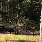 Review photo of Kisatchie Bayou NF Campground - Temporarily Closed by N I., December 22, 2021