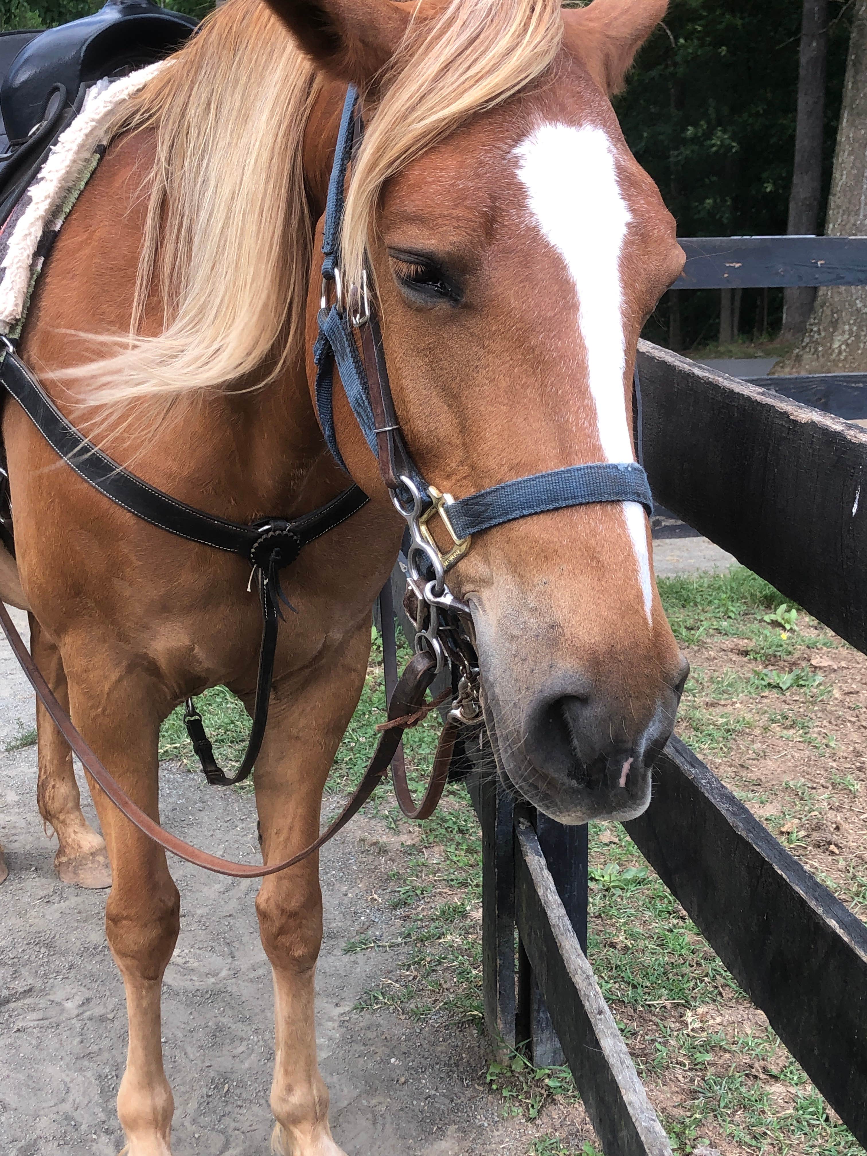 RL's photo of camping with a horse at Shenandoah Crossing, a Bluegreen Vacations Resort near Crimora, VA