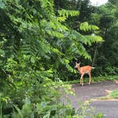 Review photo of Loft Mountain Campground — Shenandoah National Park by RL , December 22, 2021