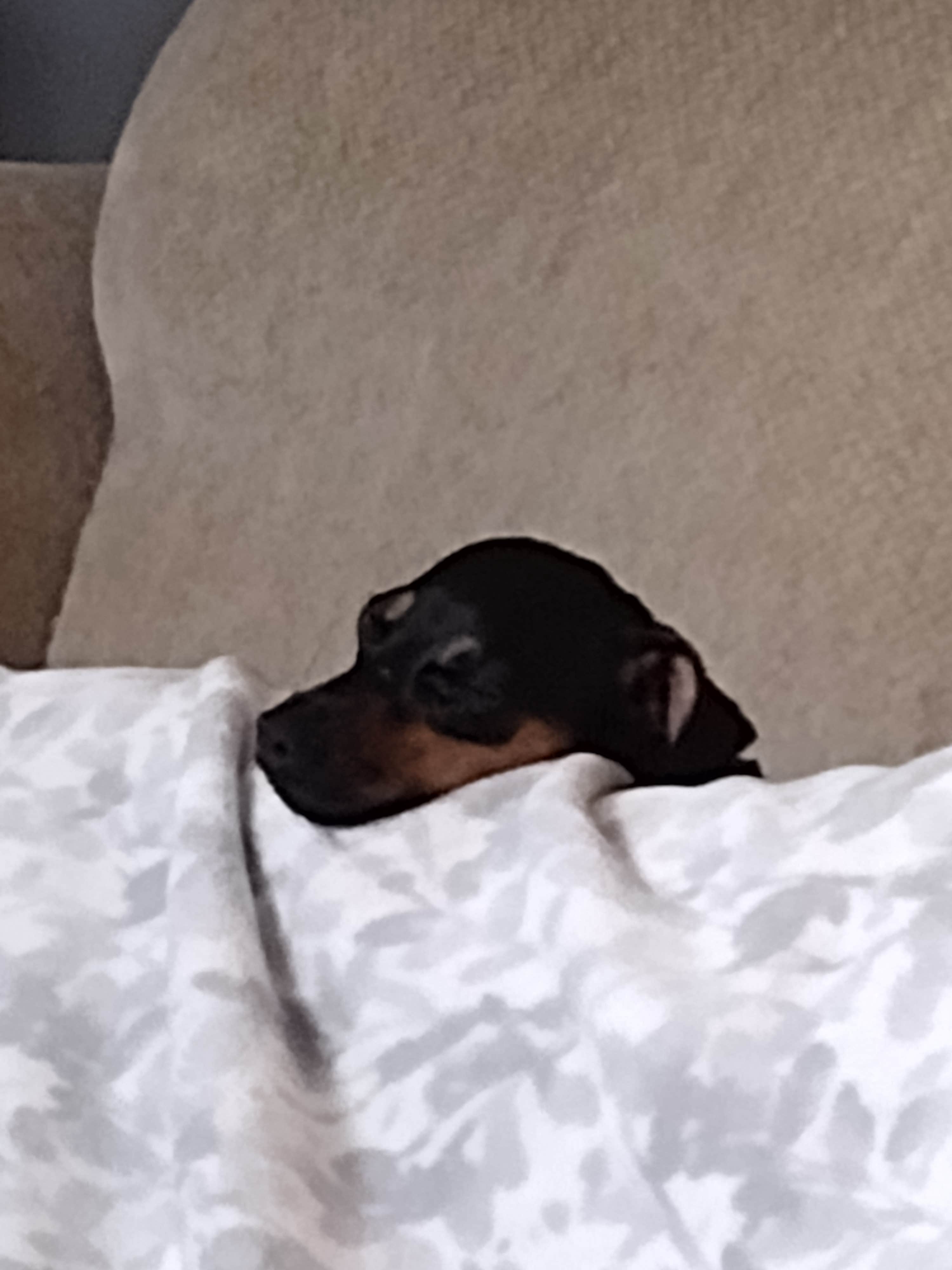 Rich L.'s photo of glamping accommodations at Southwoods RV Resort near Nunda, NY