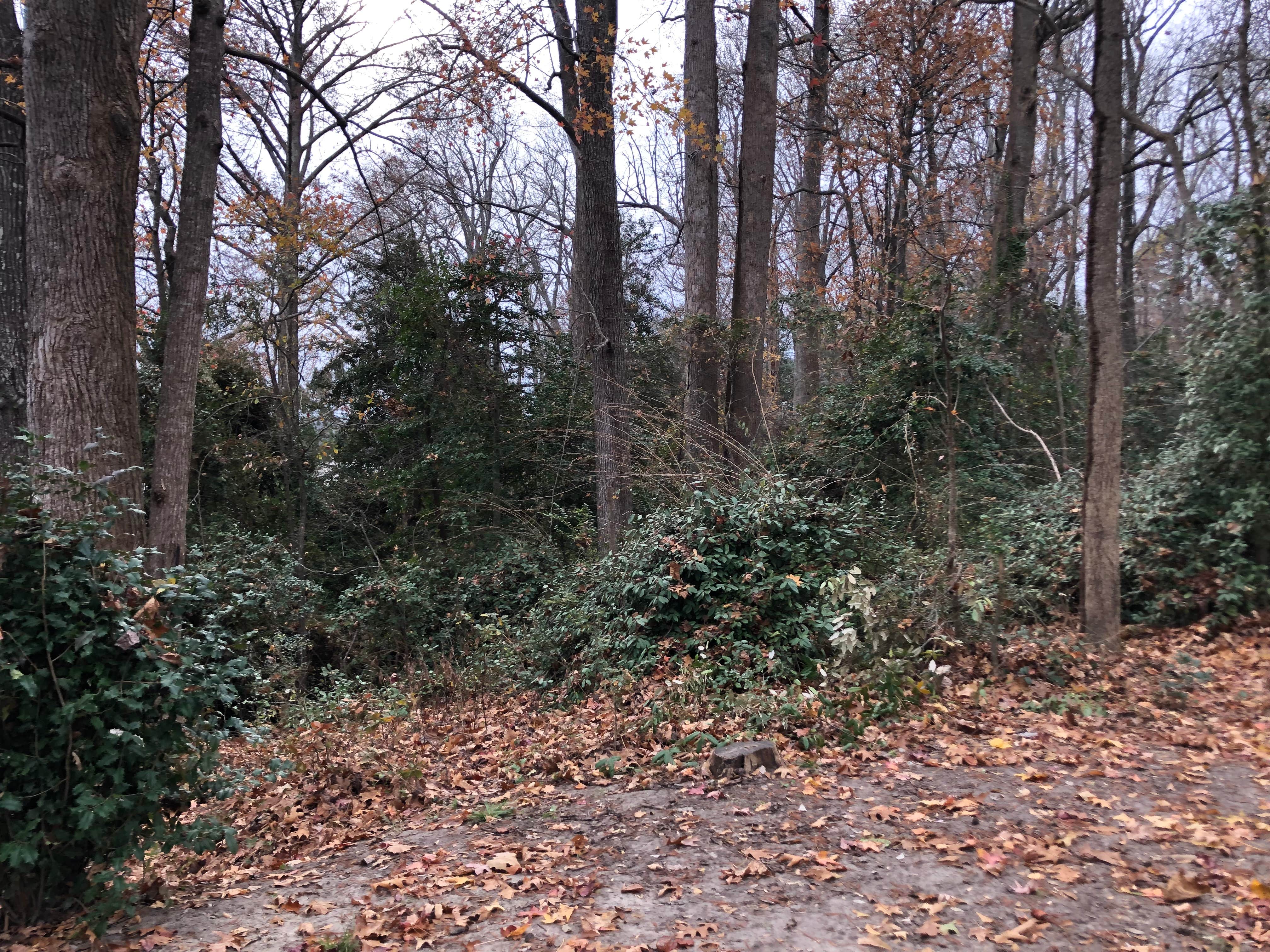 Camper-submitted photo at Eagle Nest Lookout near Jamestown, VA