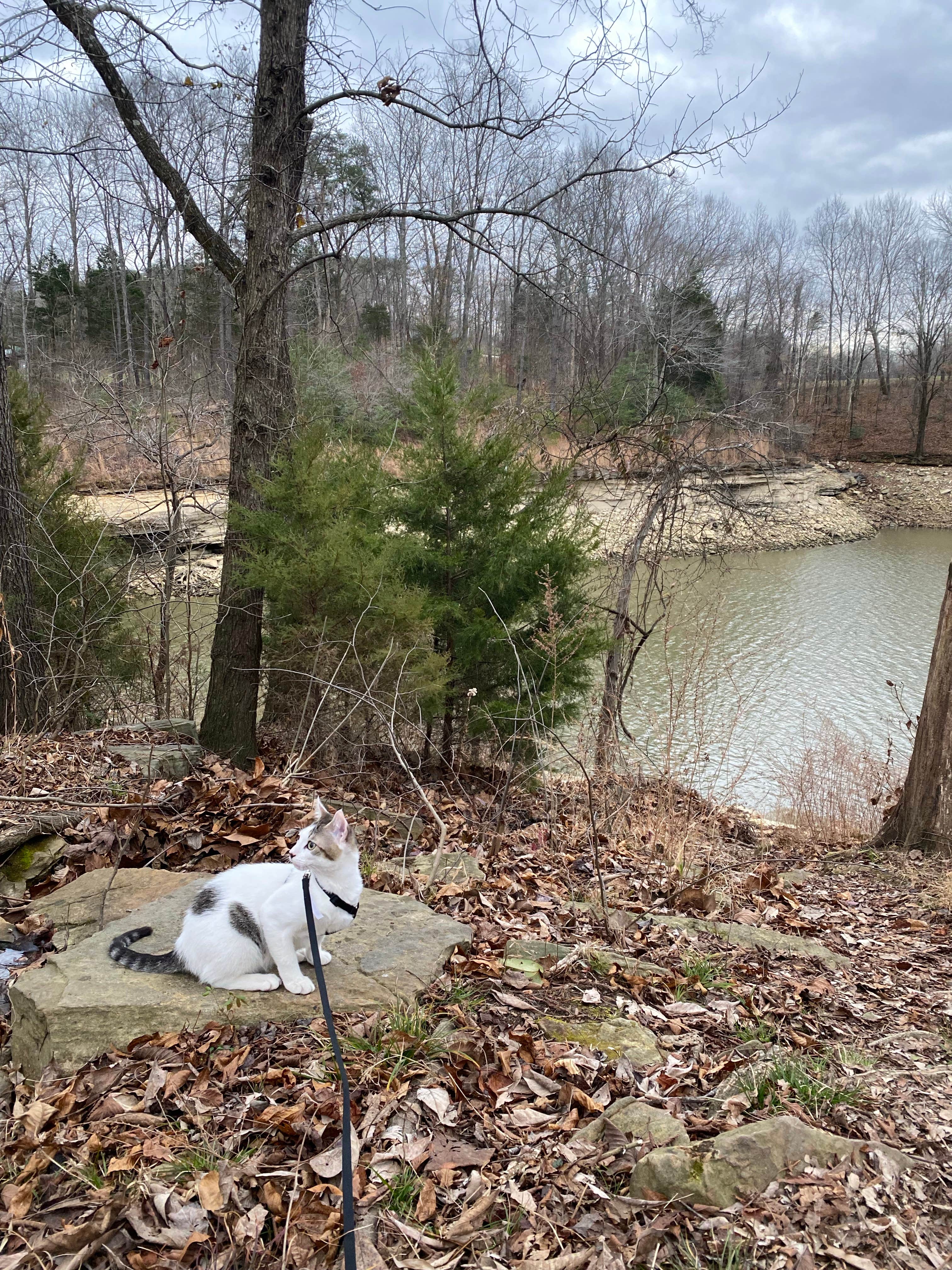 Lindsey S.'s photo of camping with pets at Nolin Lake State Park Campground near Elizabethtown, KY
