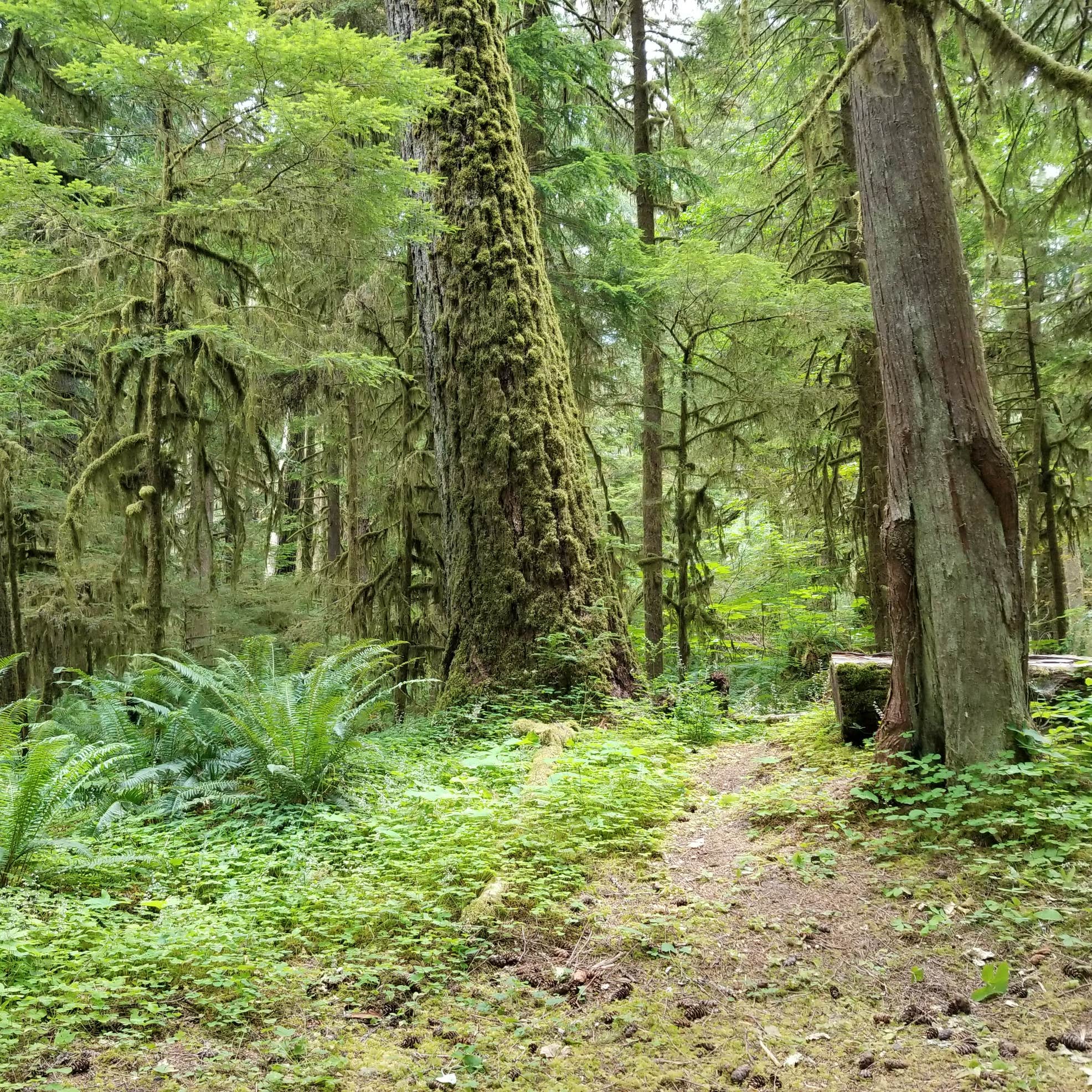 Iron Creek Campground Randle, WA