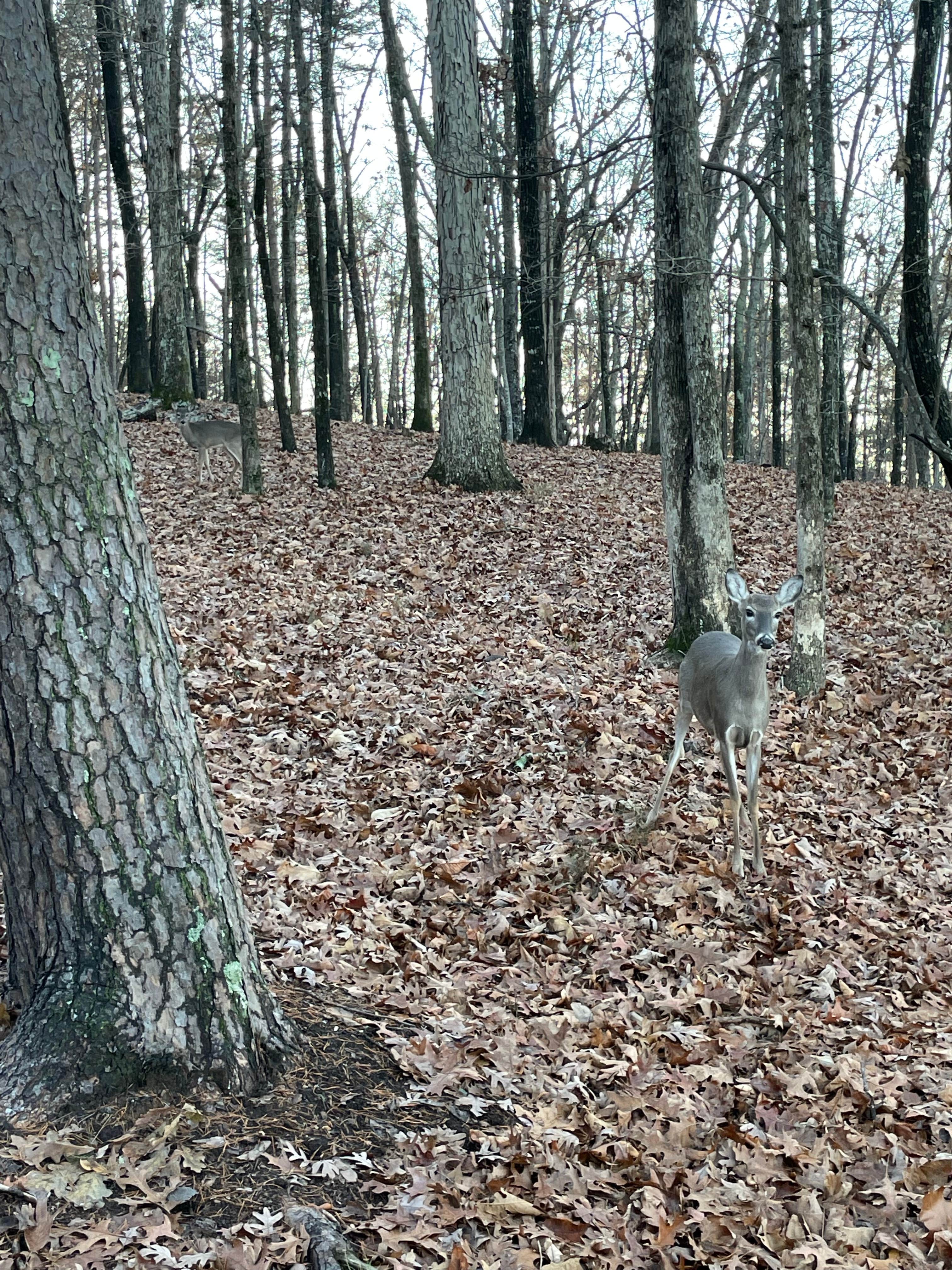 Camper submitted image from River Forks Park & Campground - 5