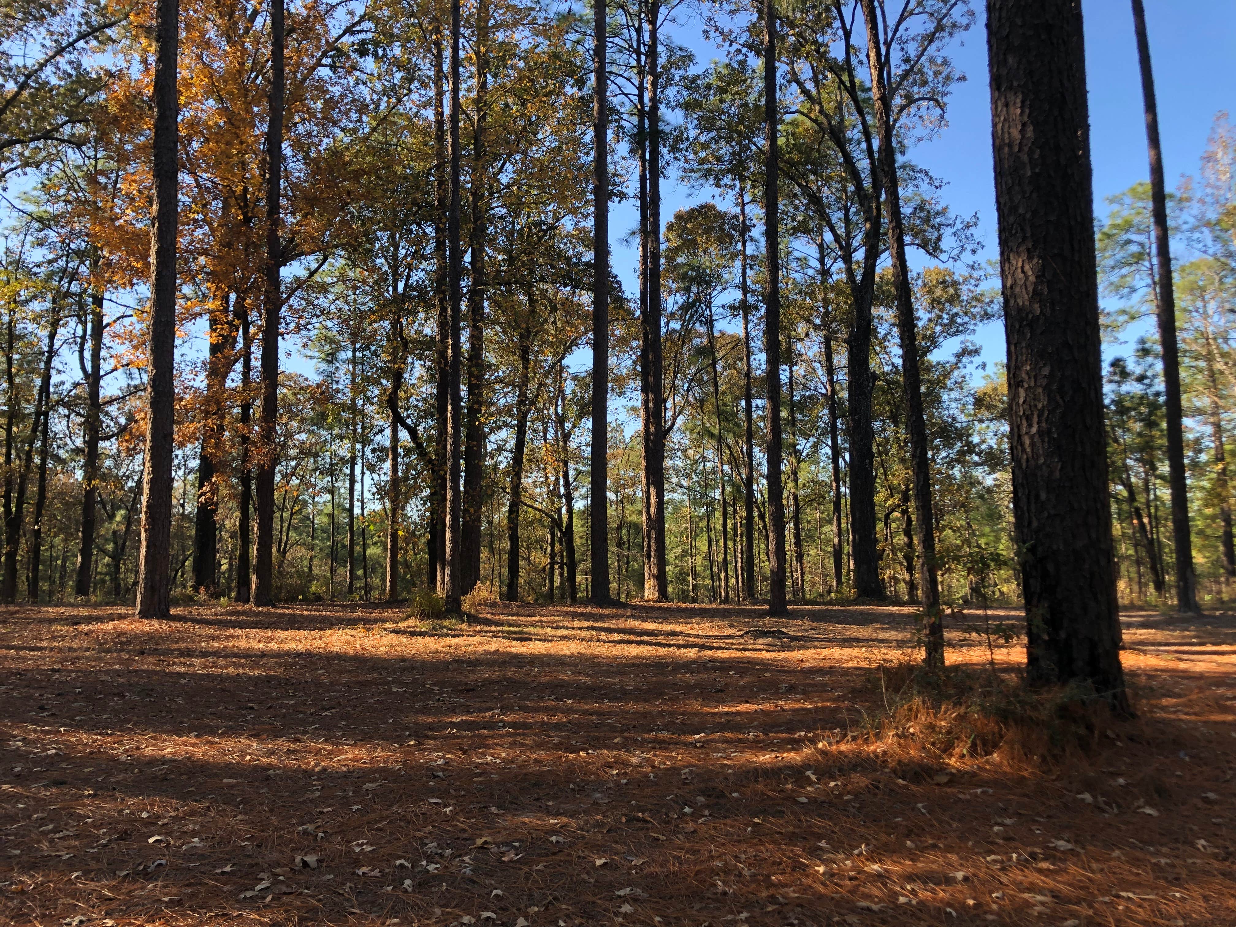 Camper-submitted photo at Corral Camp near Mora, LA