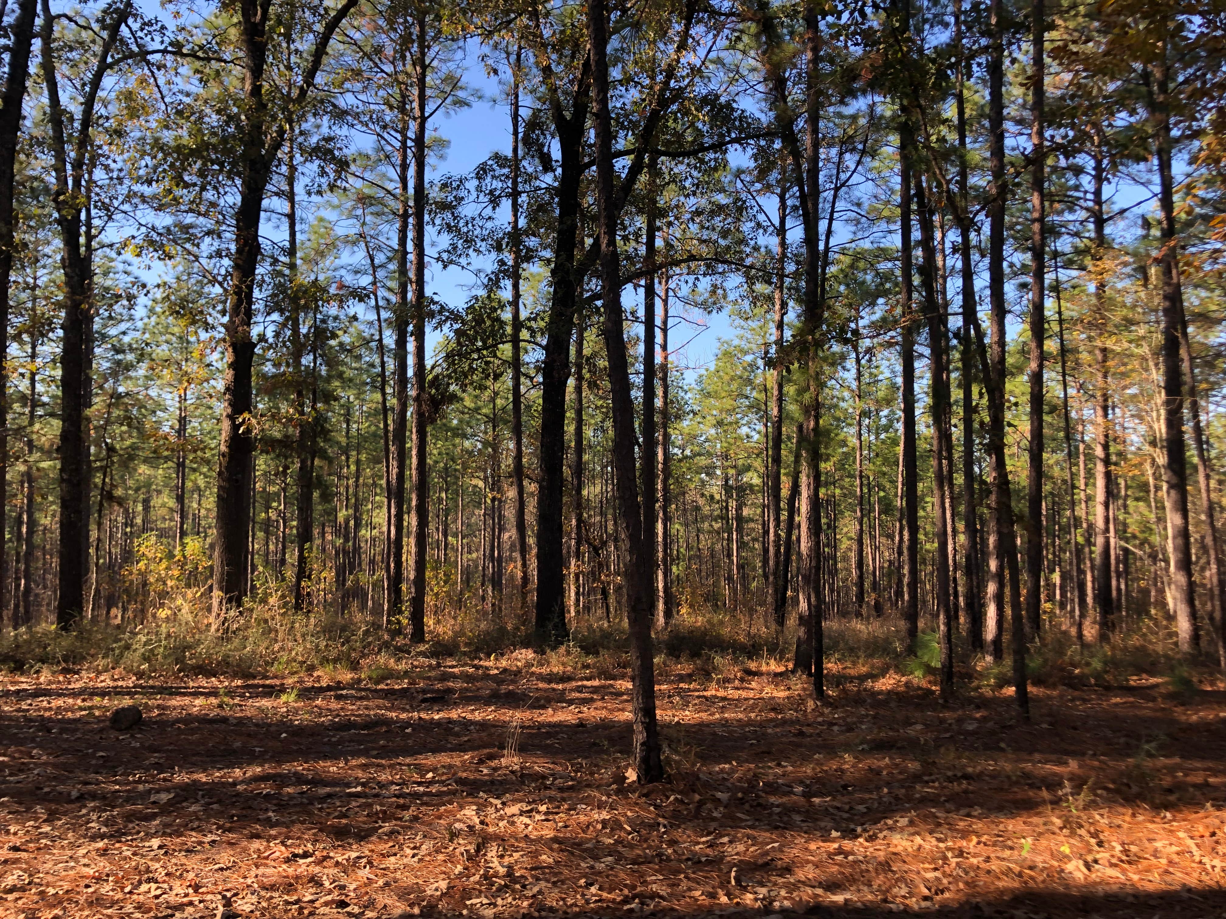 Camper-submitted photo at Corral Camp near Mora, LA