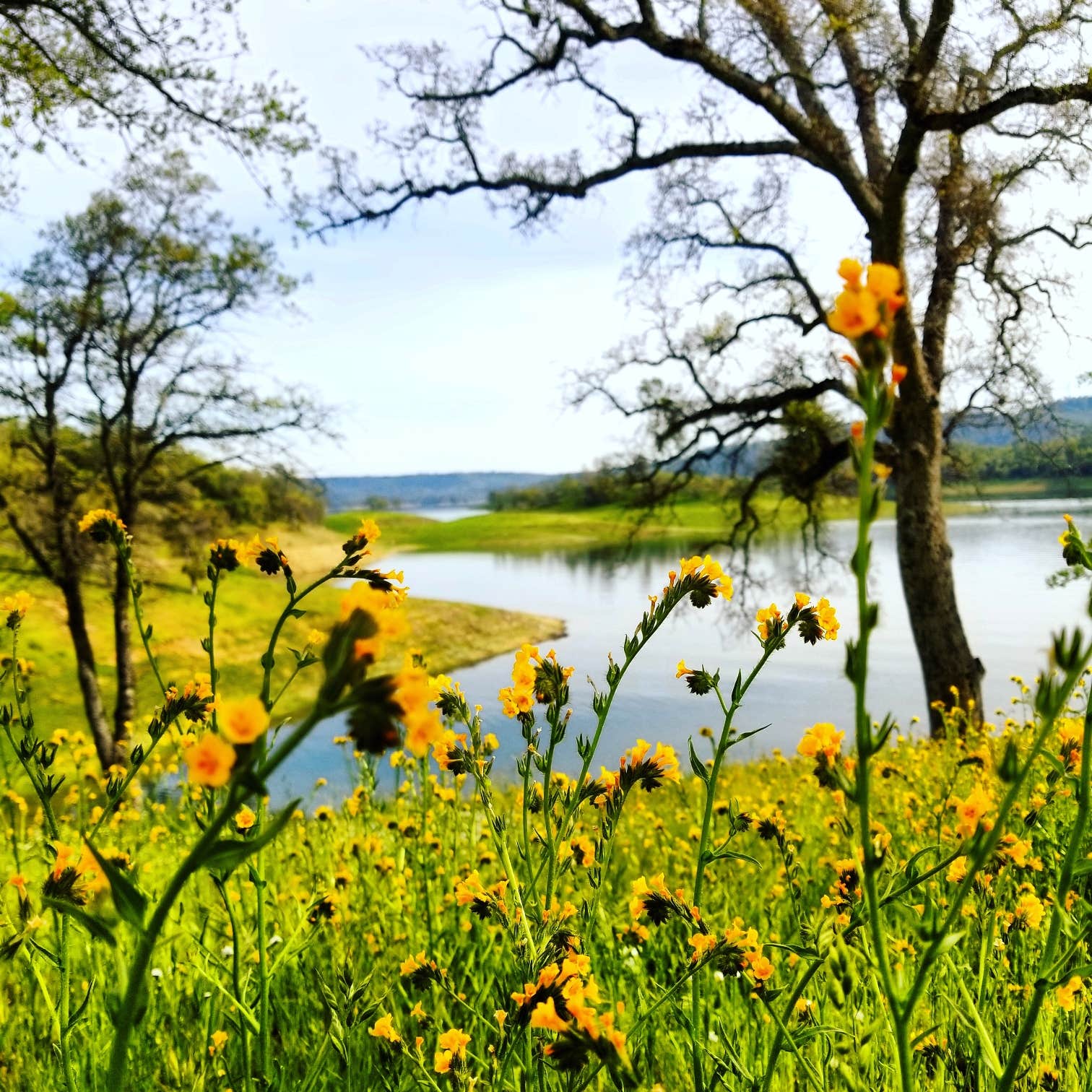 Camper-submitted photo at Chamise - Tuttletown Area - New Melones Lake near Angels, CA