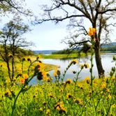 Review photo of Chamise - Tuttletown Area - New Melones Lake by Tyna B., July 9, 2018