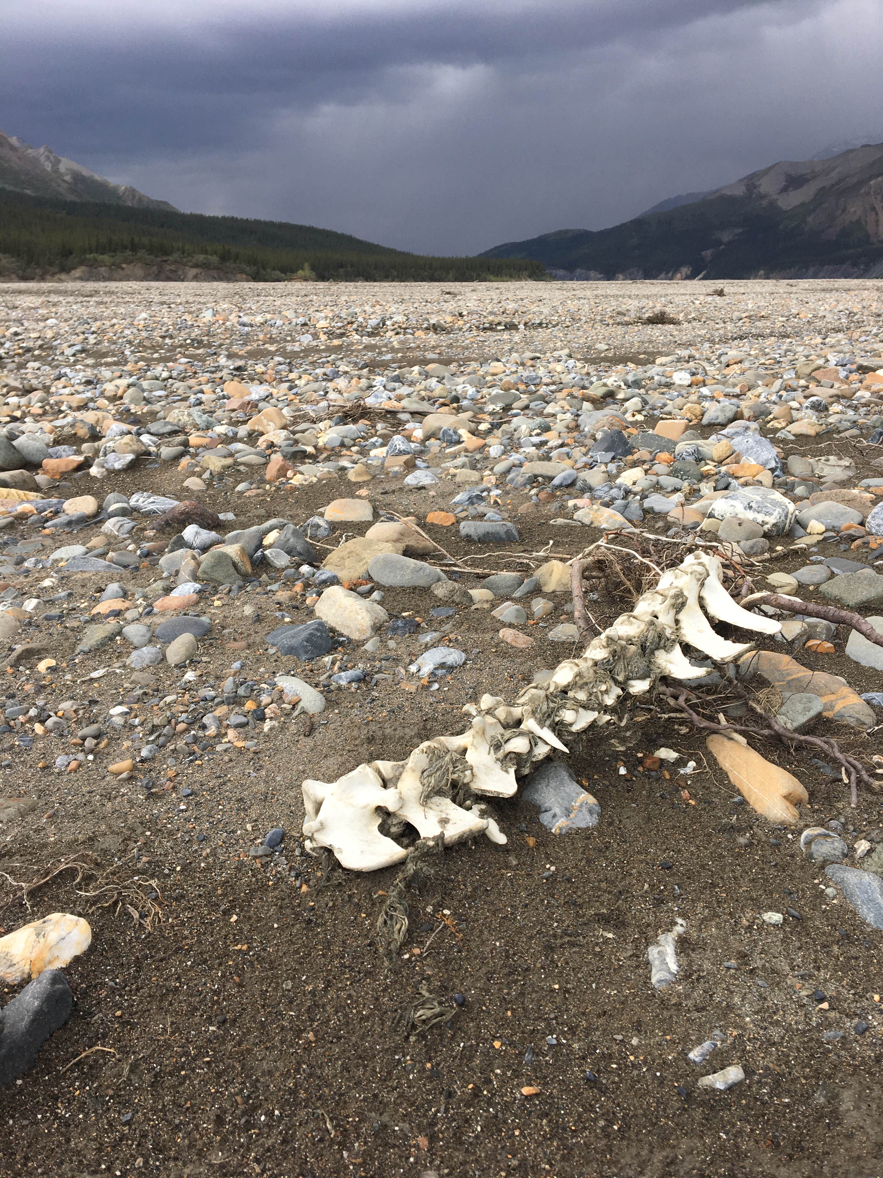 Camper-submitted photo at Backcountry Unit 31: Polychrome Mountain — Denali National Park near Denali National Park & Preserve