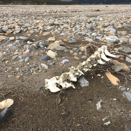 Unknown animal’s spine found near the Toklat river