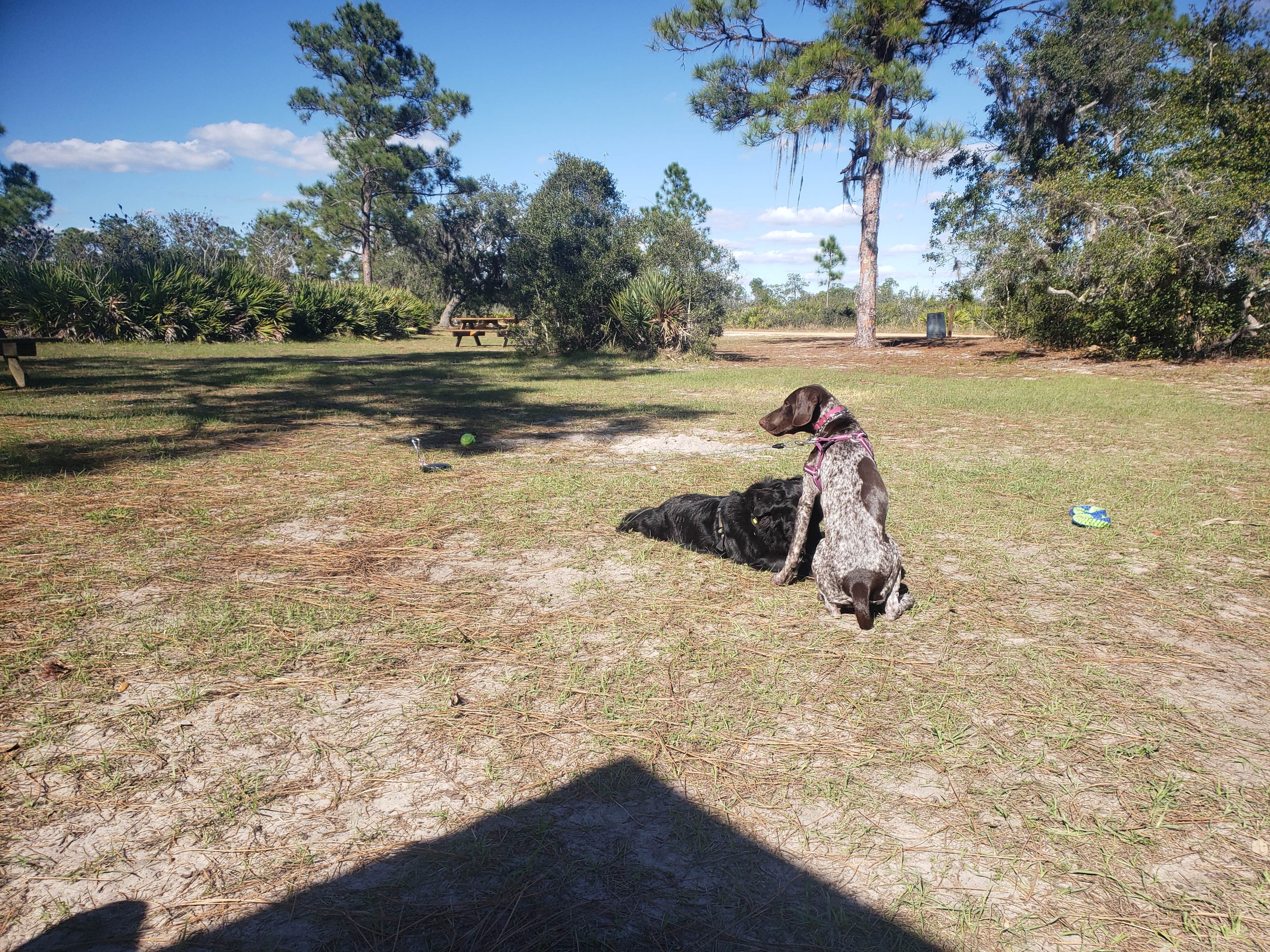 Jaime G.'s photo of camping with pets at Highlands Hammock State Park Campground near Arcadia, FL