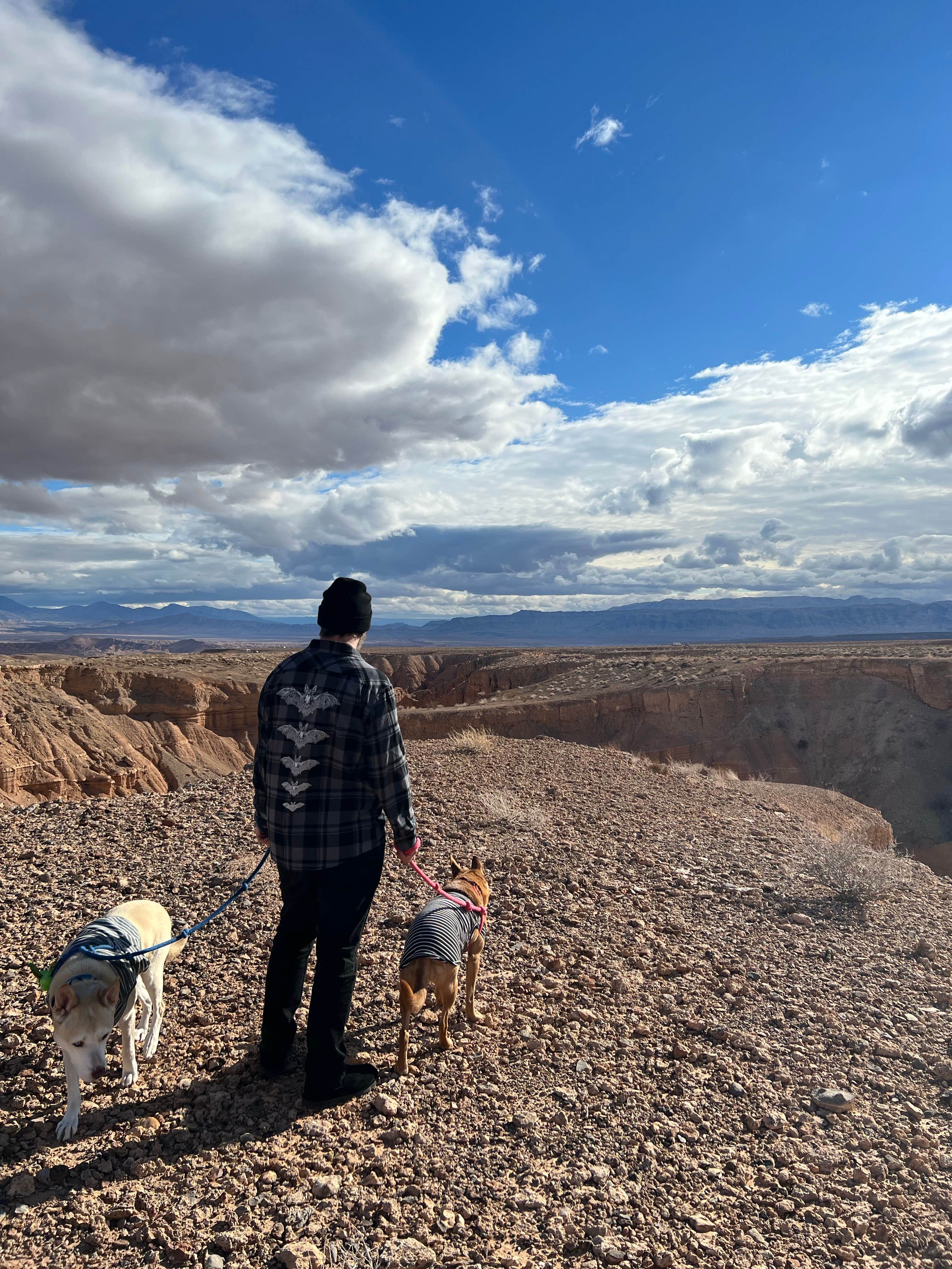 Alisa B.'s photo of camping with pets at Snowbird Mesa near Mesquite, NV