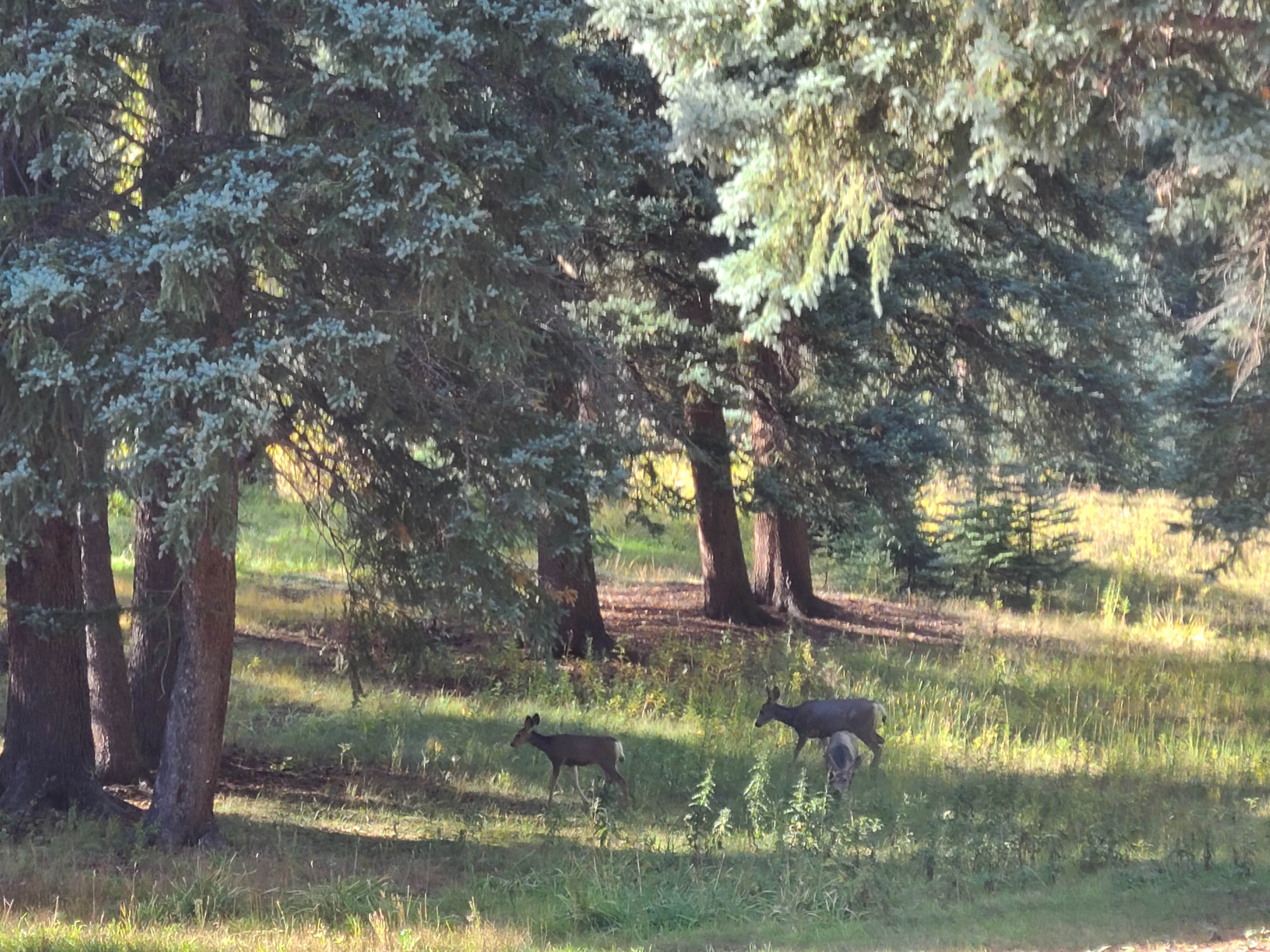 Camper-submitted photo at Mountain Meadow Camp near San Juan National Forest