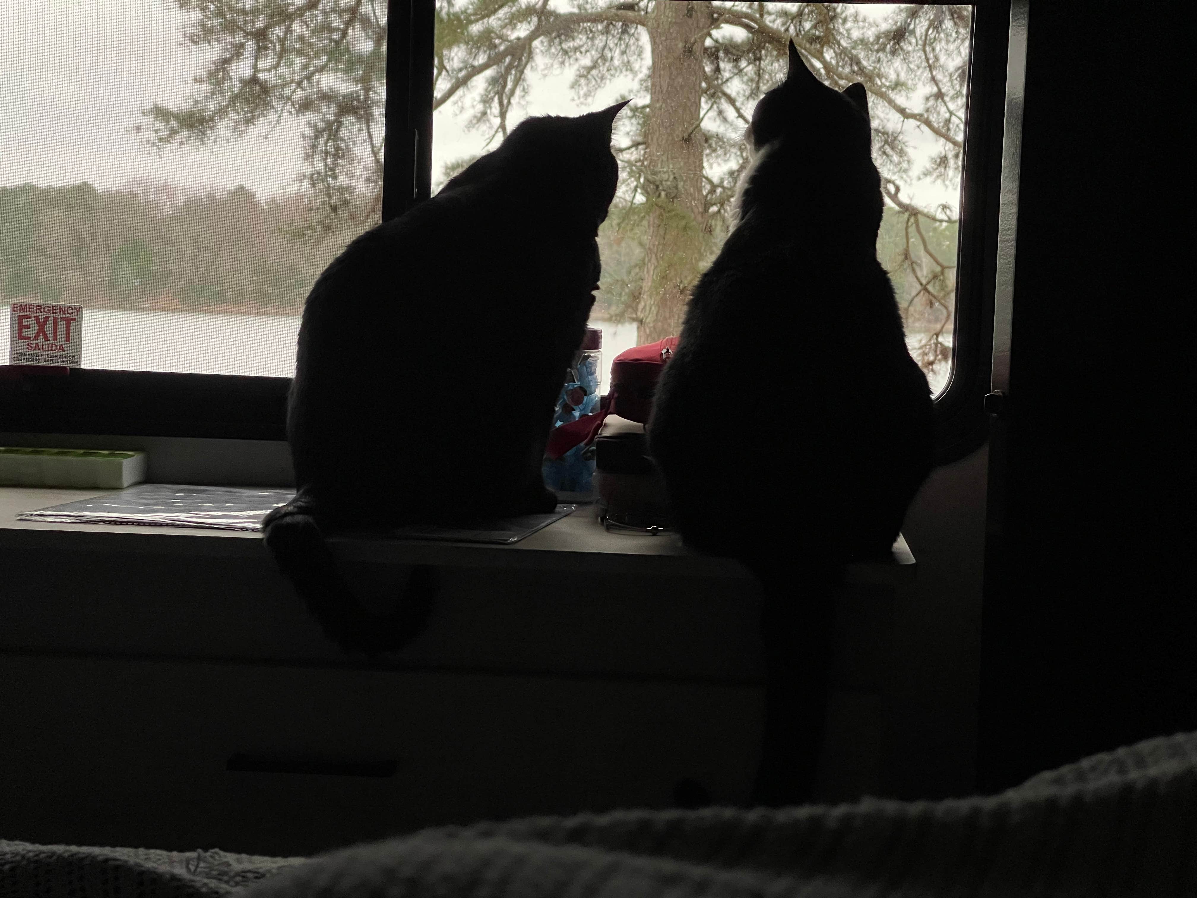 JZ W.'s photo of camping with pets at Trace State Park Campground near Tupelo, MS