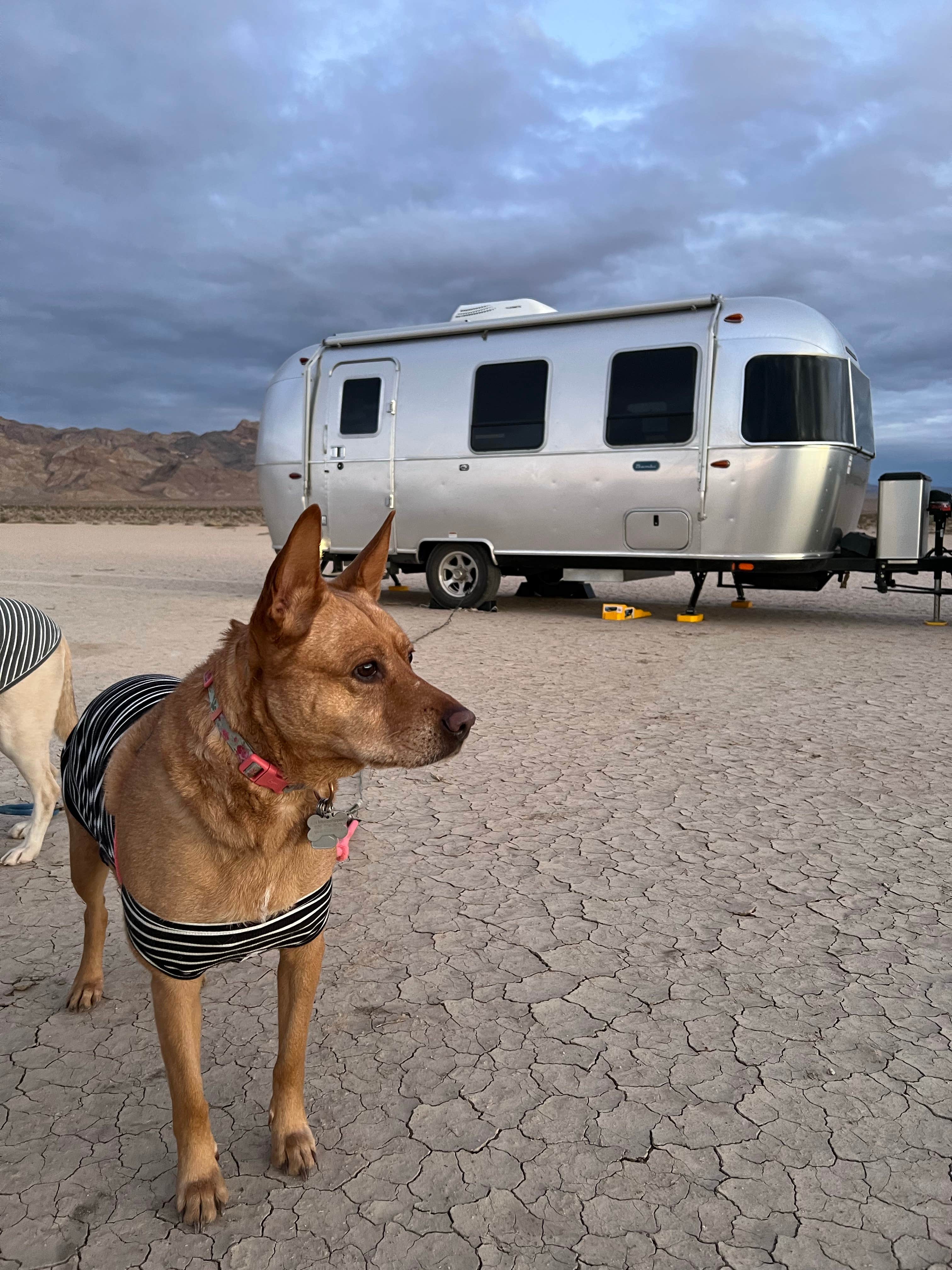 Camper-submitted photo at Silurian Dry Lake Bed near Baker, CA
