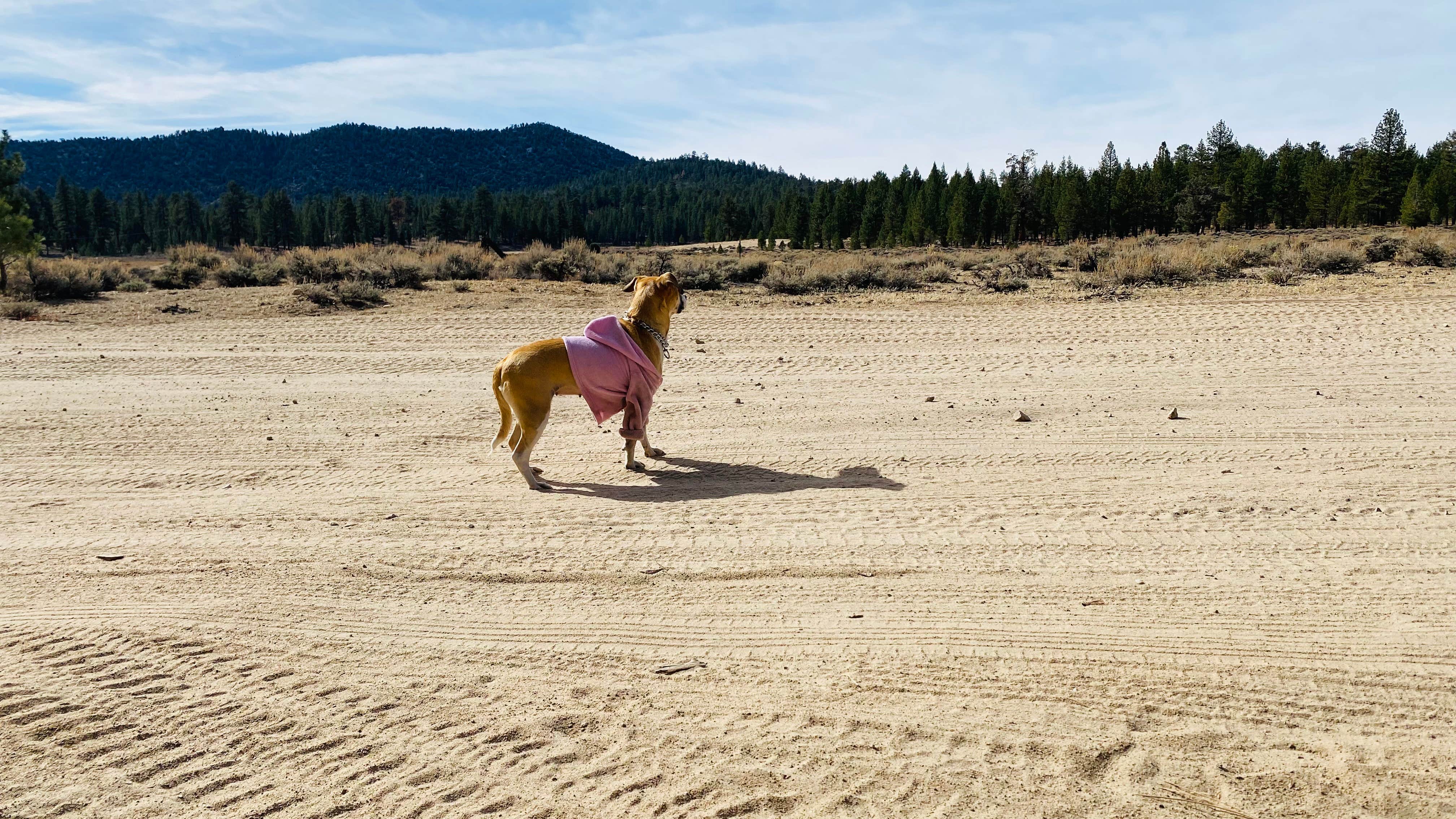 Sandra S.'s photo of camping with pets at Serrano near Apple Valley, CA