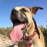 Review photo of Little Red Tent Camping Area — Caprock Canyons State Park by Sarah D., July 9, 2018