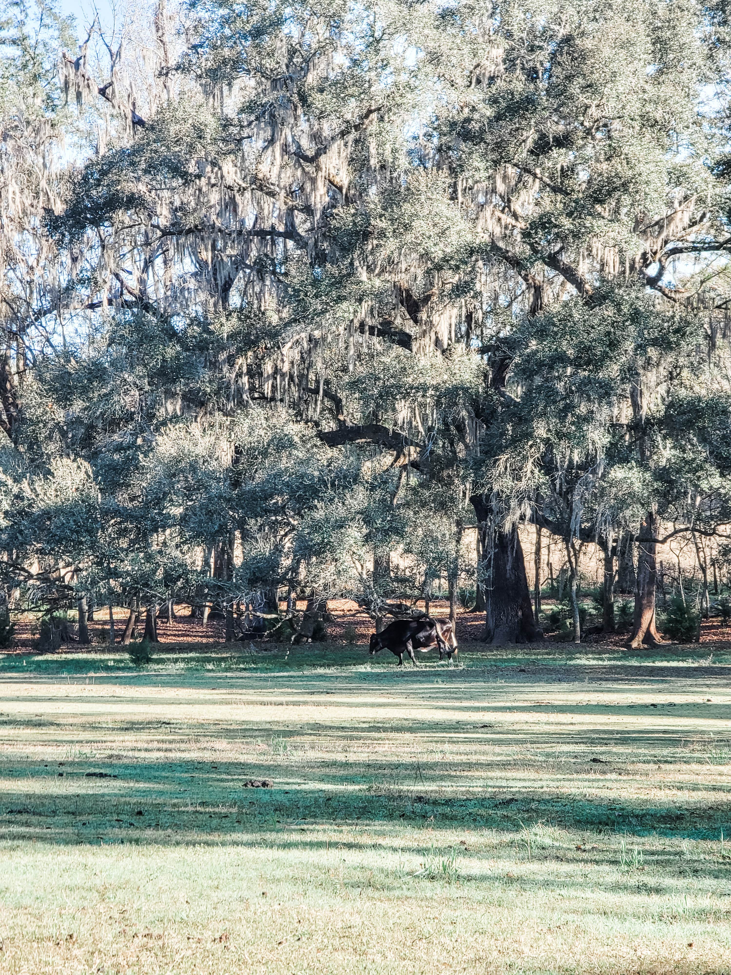 Camper submitted image from Travelers Campground - 5