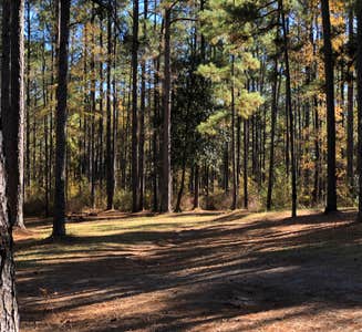 Camper-submitted photo from Kisatchie National Forest Gum Springs Campground