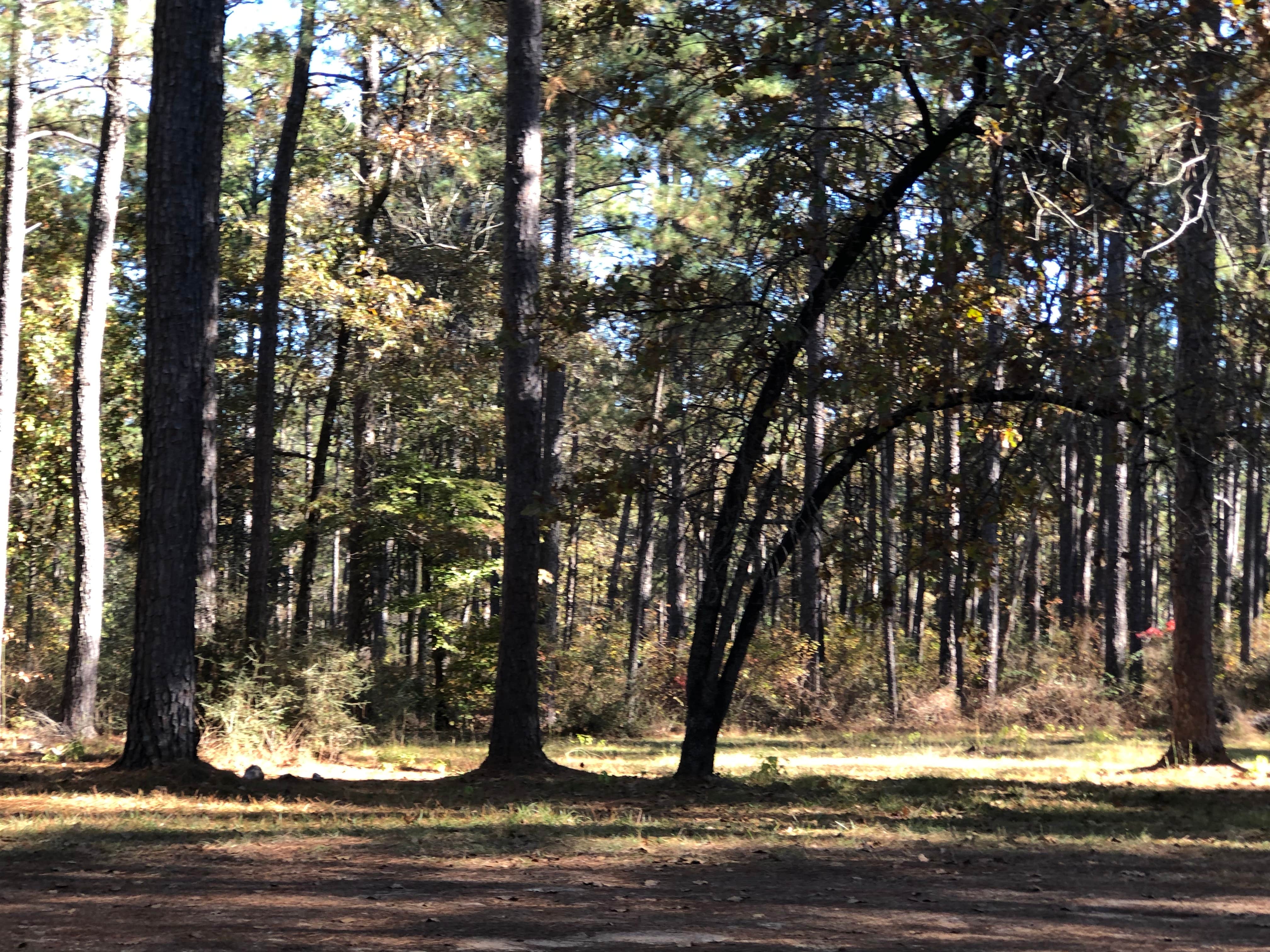 Camper-submitted photo at Red Bluff Camp near Natchitoches, LA