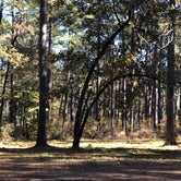 Review photo of Red Bluff Camp by N I., December 29, 2021