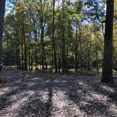 Review photo of Delta National Forest Site 45/45A by N I., December 15, 2021