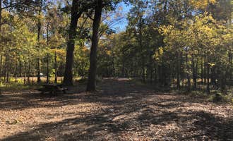 Camping near Vicksburg Battlefield Campground: Delta National Forest Site 45/45A, Rolling Fork, Mississippi