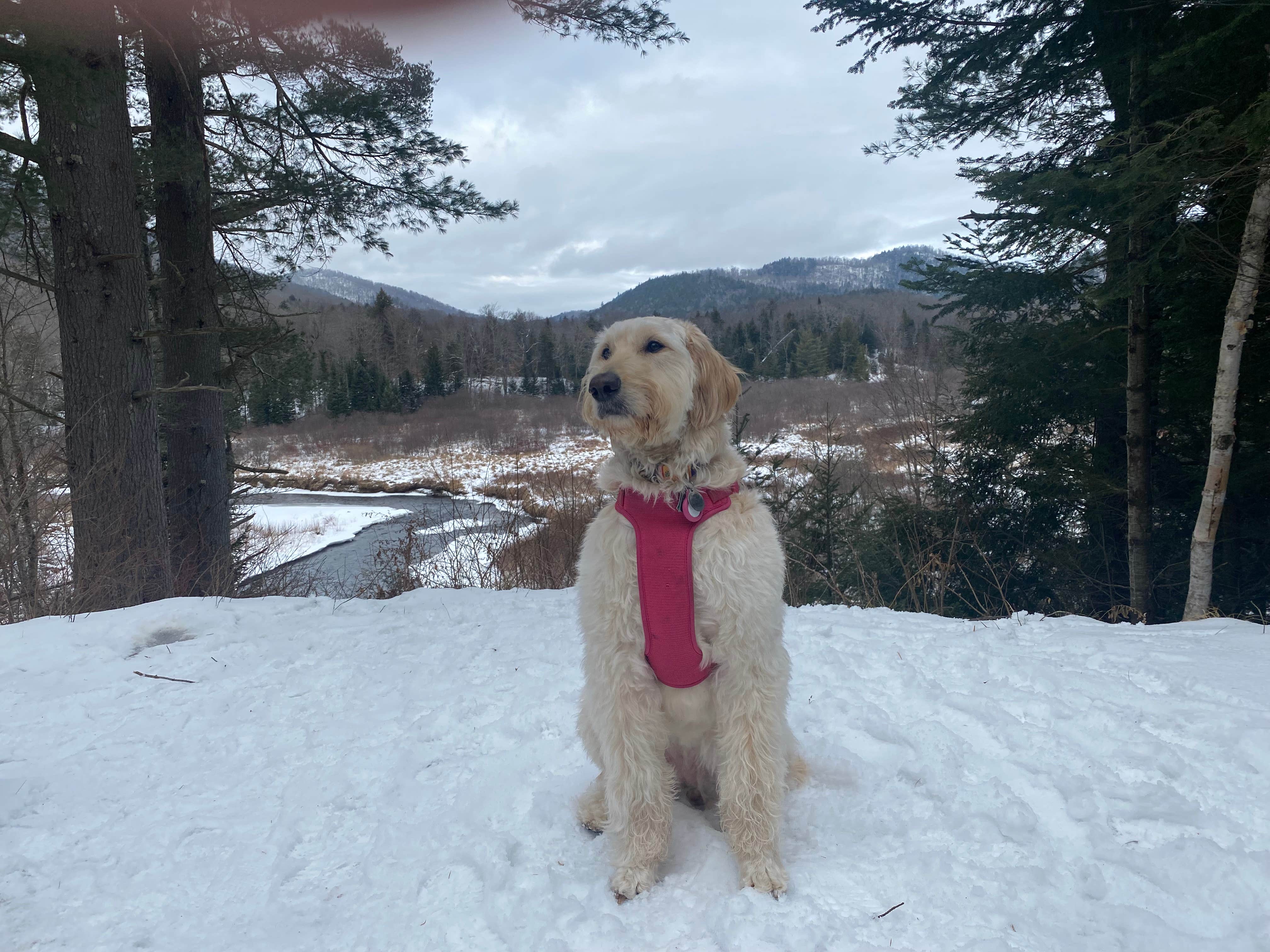 Shelby S.'s photo of camping with pets at Fox Lair Campsites near Adirondack, NY