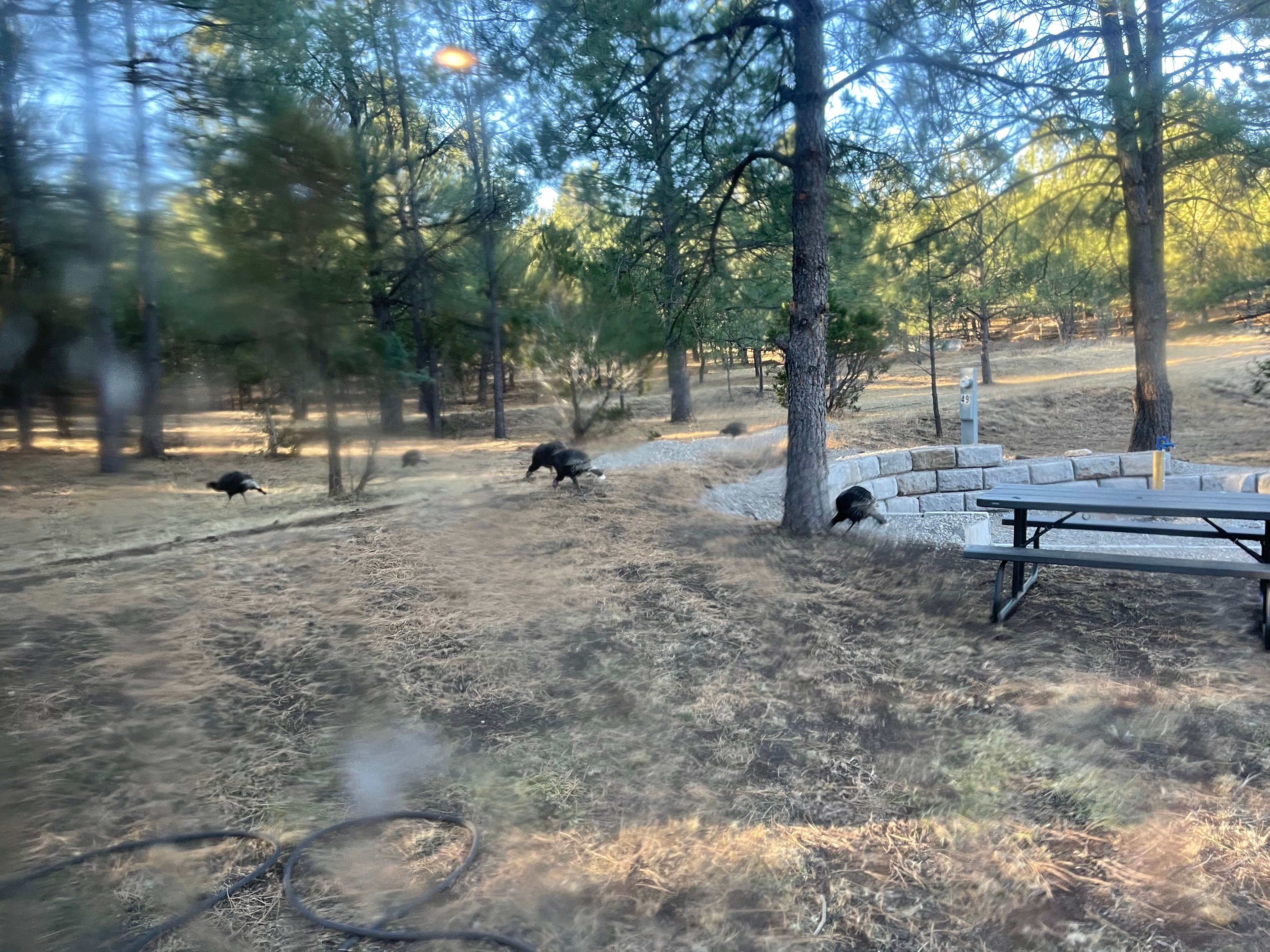 Caleb S.'s photo of camping with pets at Cool Pines RV Park near Cloudcroft, NM