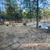 Review photo of Cool Pines RV Park by Caleb S., December 30, 2021