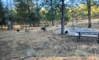 Caleb S.'s photo of camping with pets at Cool Pines RV Park near Cloudcroft, NM