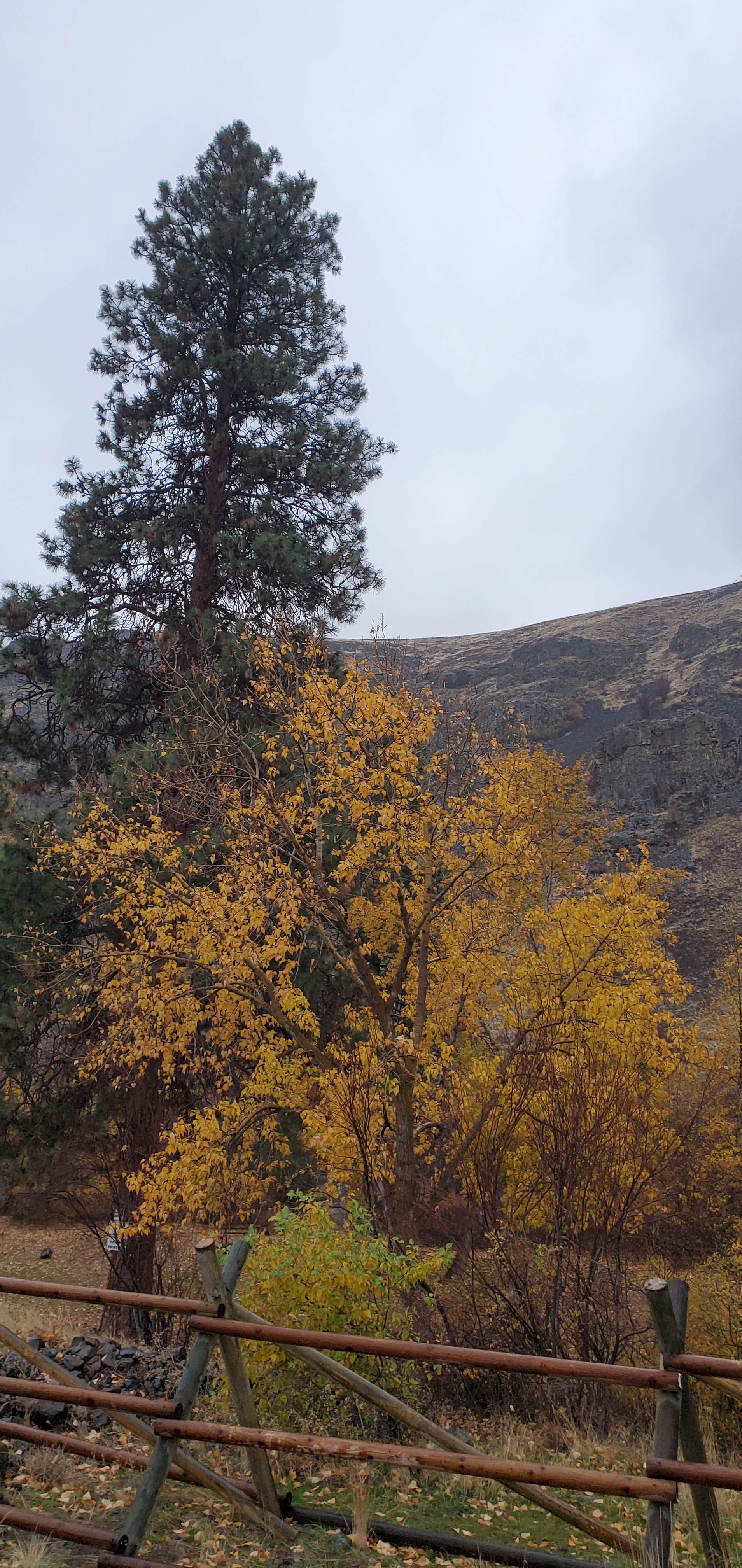 Camper-submitted photo at Umtanum Campground - Yakima River Canyon near Toppenish, WA