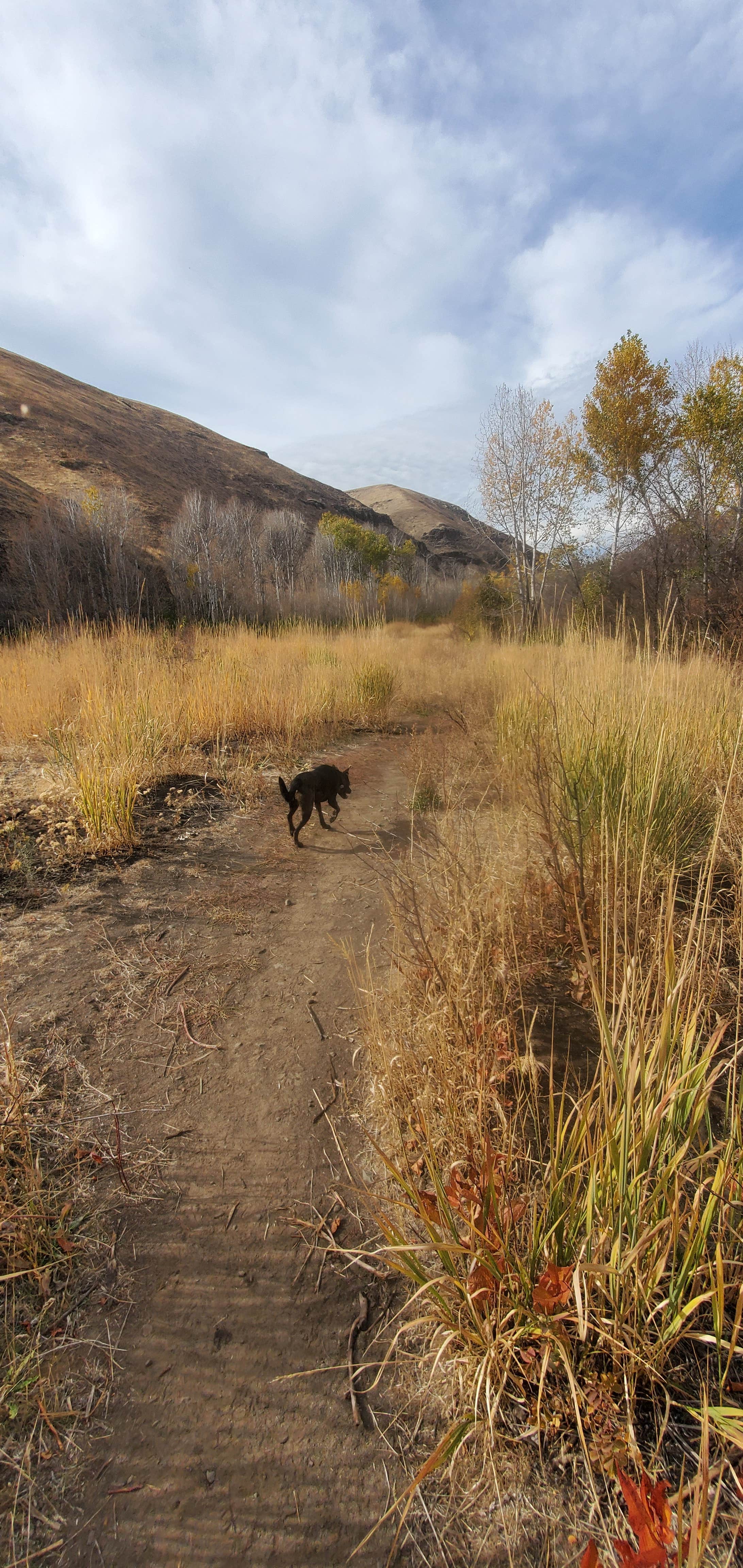 Philip D.'s photo of camping with pets at Umtanum Campground - Yakima River Canyon near Toppenish, WA