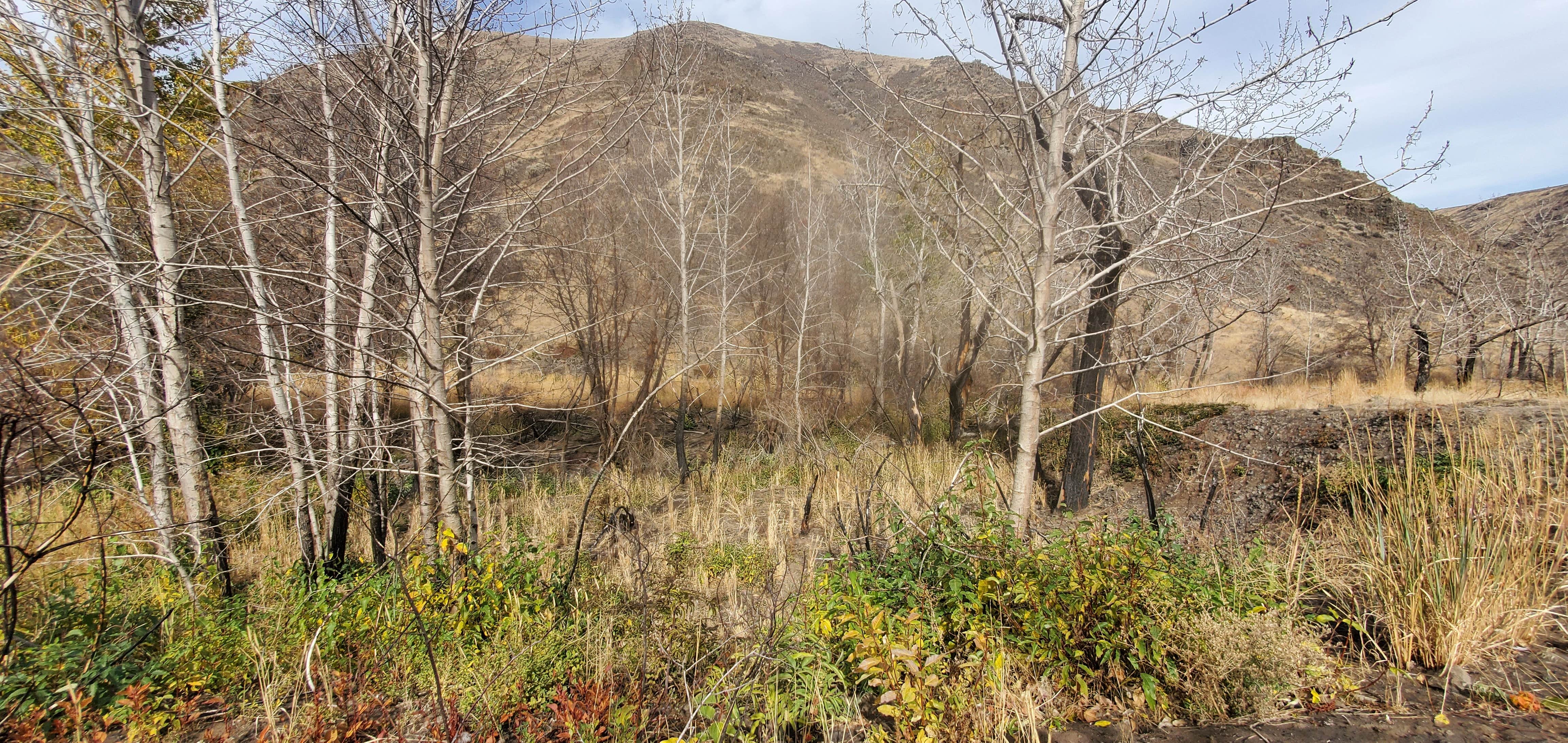 Camper-submitted photo at Umtanum Campground - Yakima River Canyon near Toppenish, WA