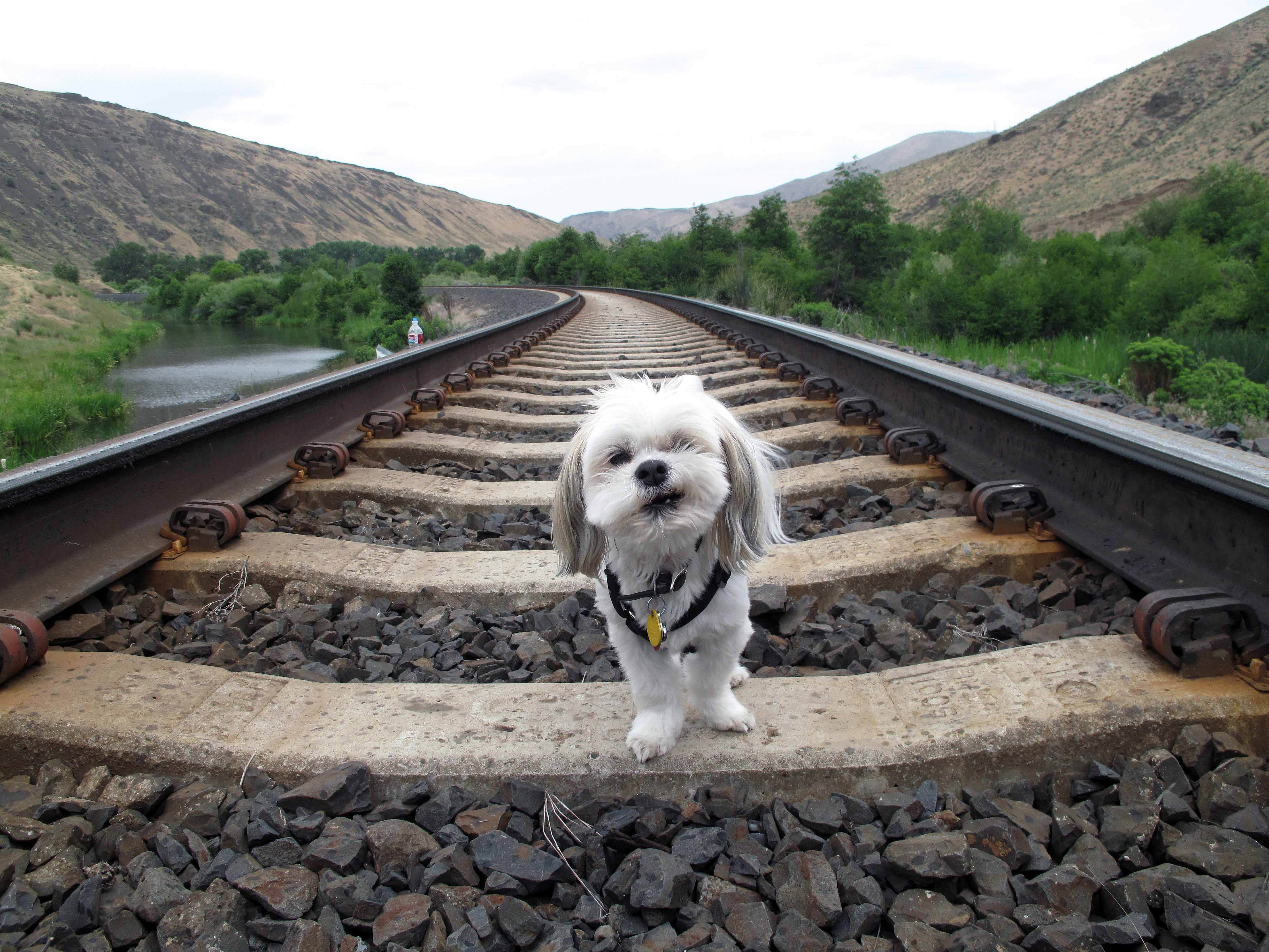 Garth B.'s photo of camping with pets at Roza - Yakima River Canyon near Yakima, WA