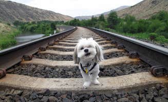 Garth B.'s photo of camping with pets at Roza - Yakima River Canyon near Yakima, WA