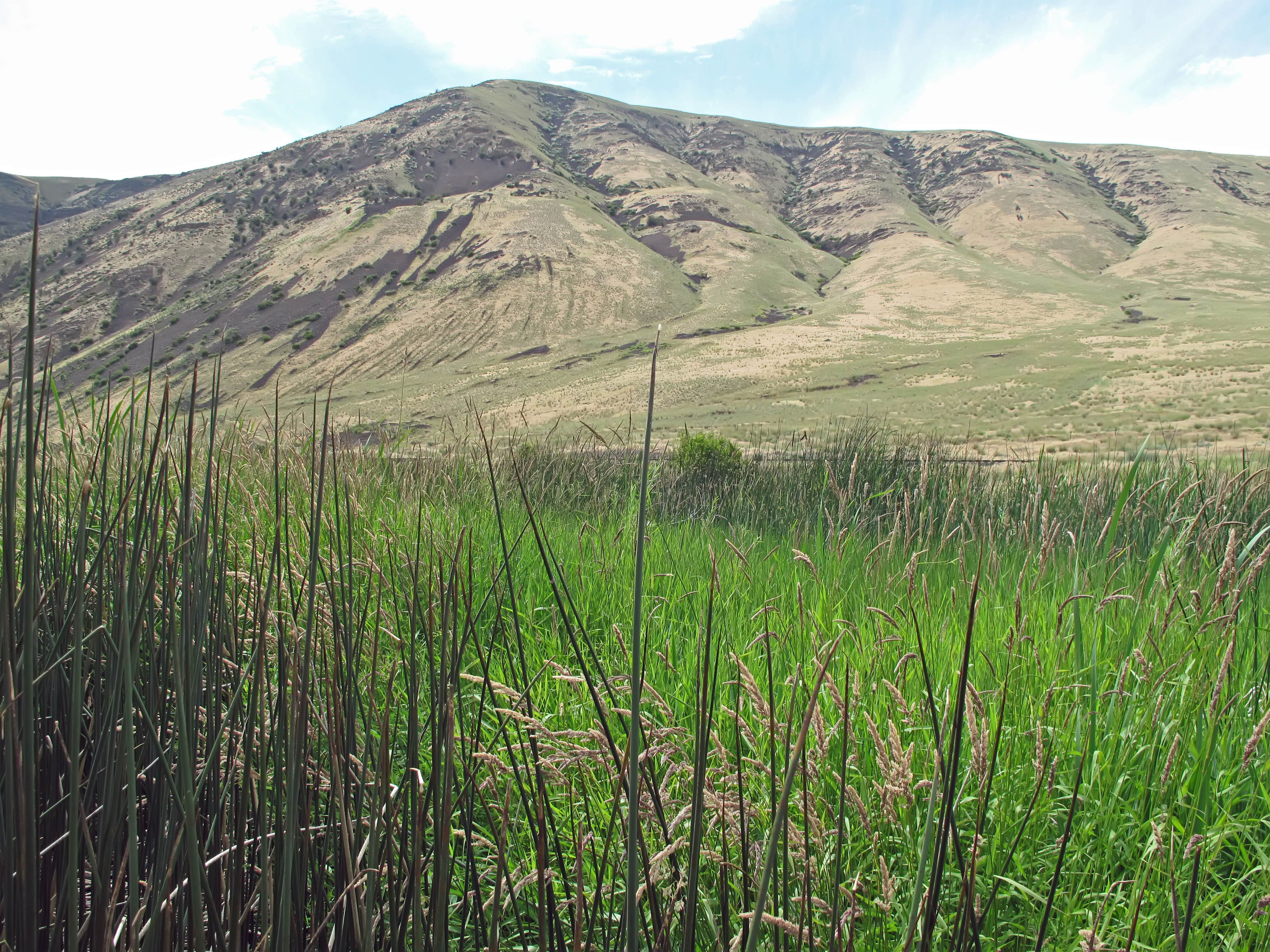 Camper-submitted photo at Roza - Yakima River Canyon near Toppenish, WA