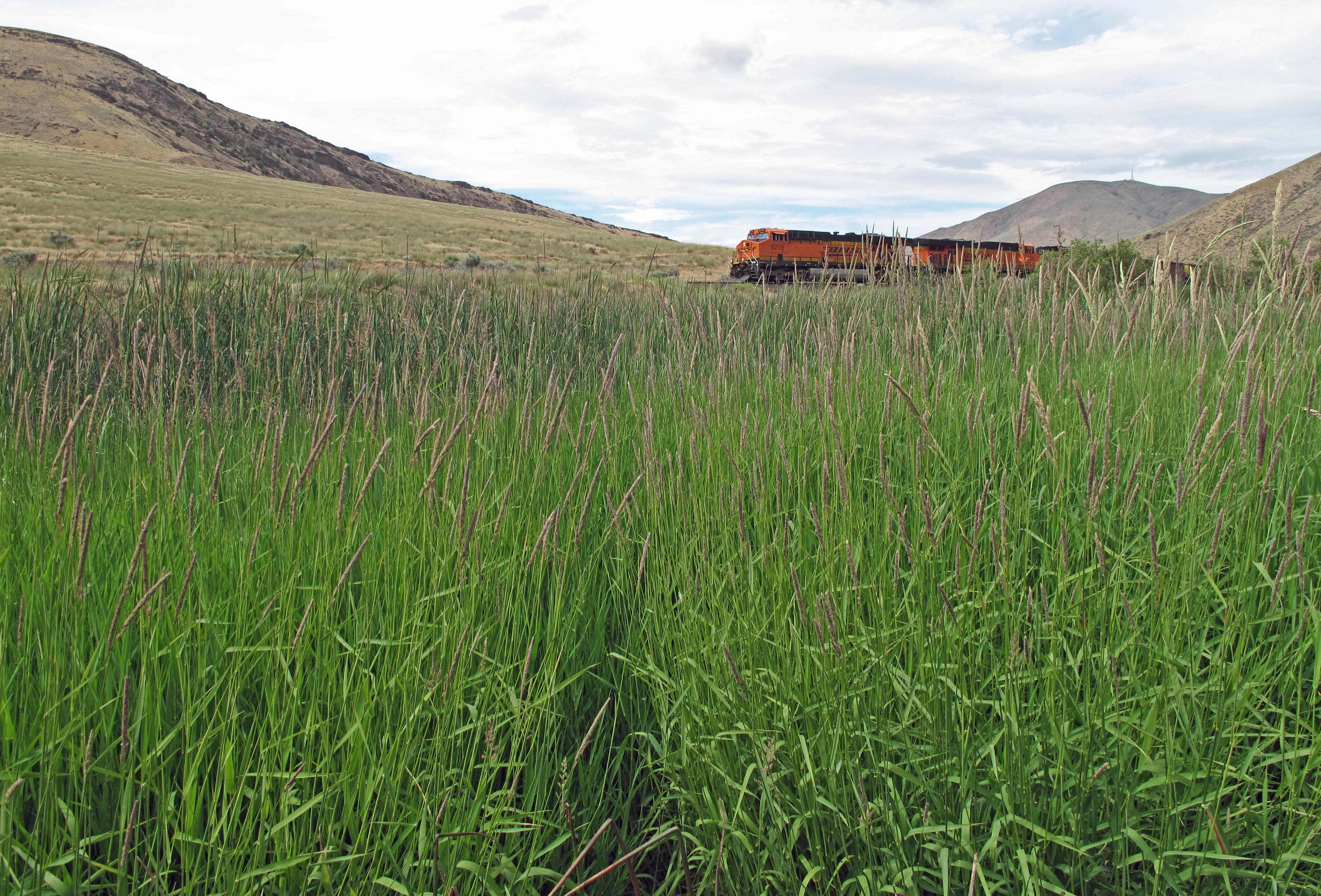 Camper-submitted photo at Roza - Yakima River Canyon near Toppenish, WA