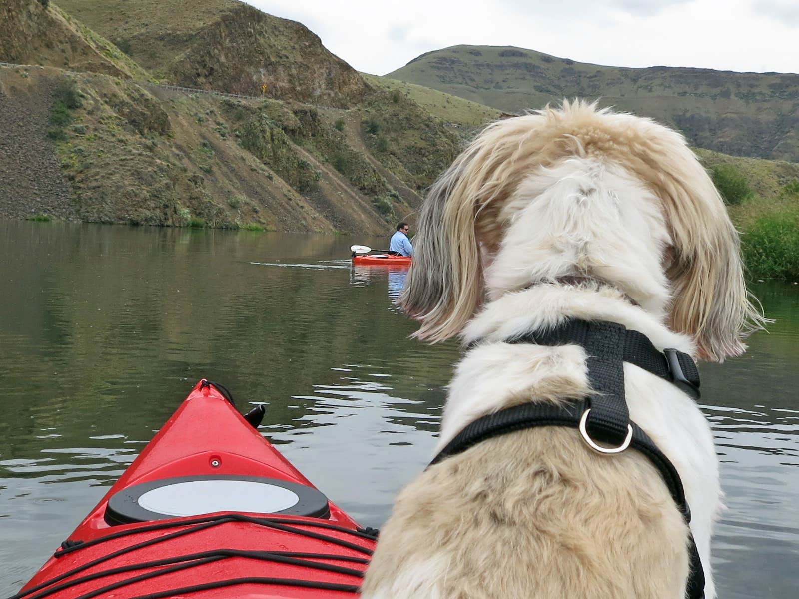 Garth B.'s photo of camping with pets at Roza - Yakima River Canyon near Mattawa, WA