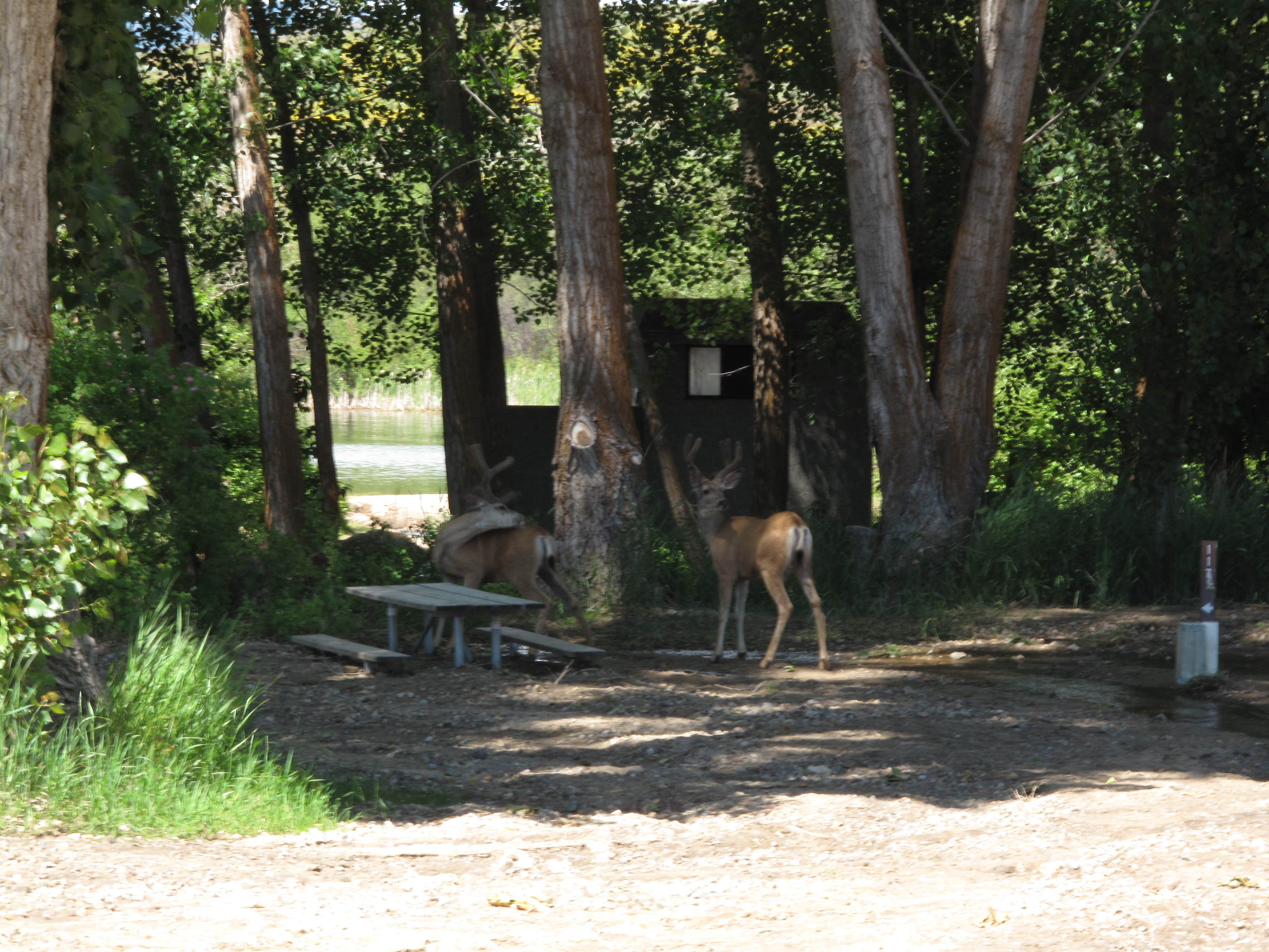 Garth B.'s photo of camping with pets at Pearrygin Lake State Park Campground near Stehekin, WA