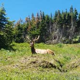 Review photo of Timber Creek Campground — Rocky Mountain National Park by Emily D., July 9, 2018