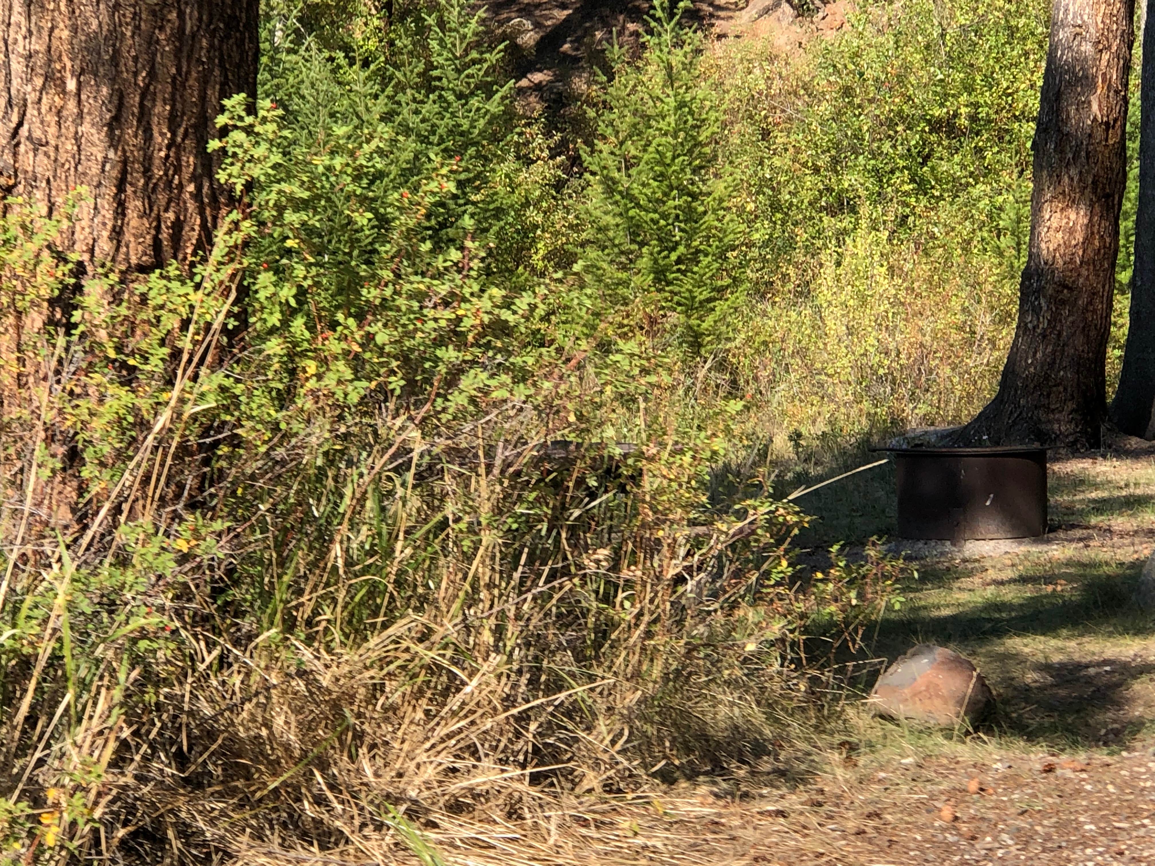 Camper-submitted photo at Newton Creek Campground near Shoshone National Forest