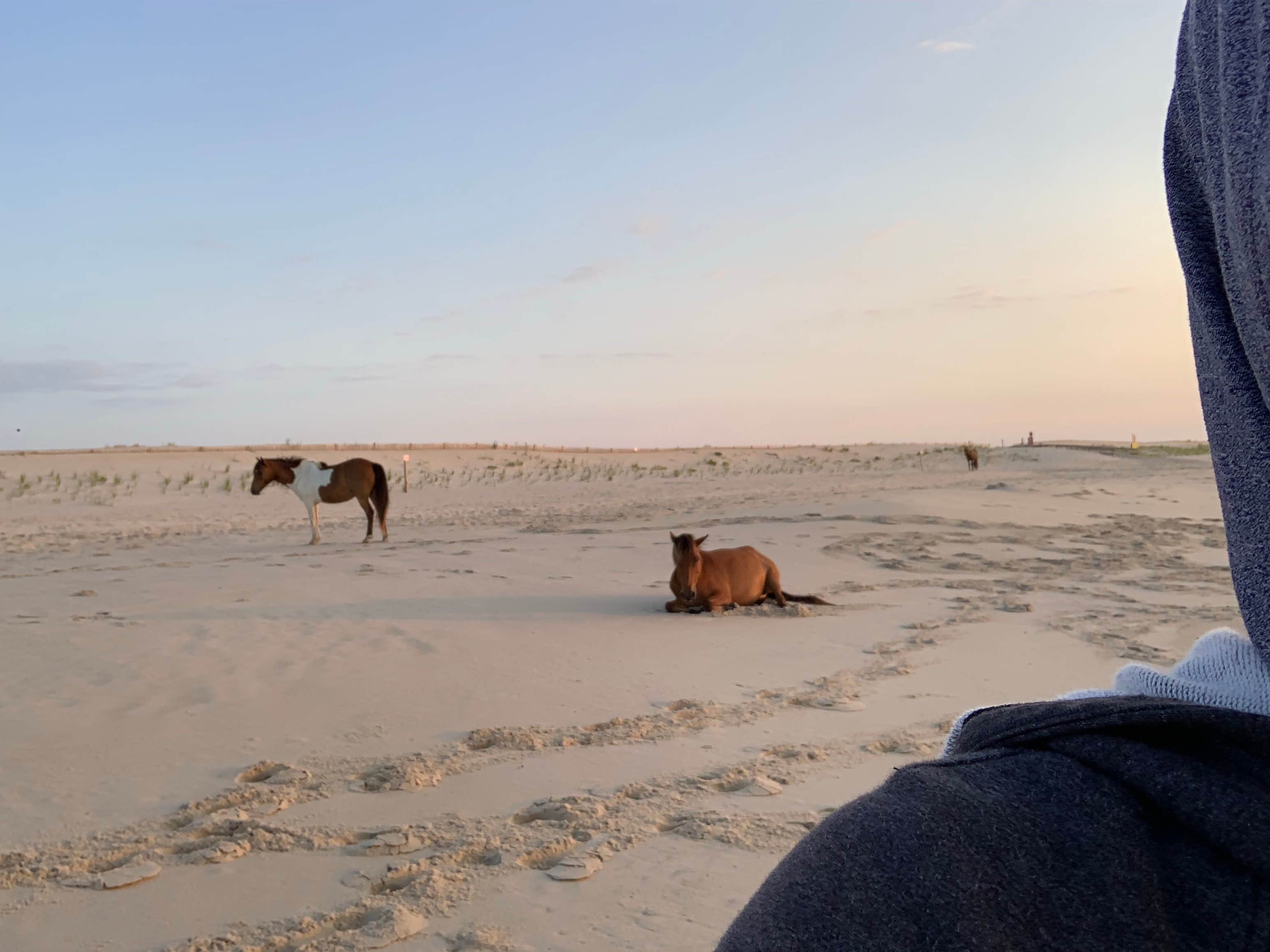 Simon S.'s photo of camping with pets at Assateague State Park Campground in Maryland