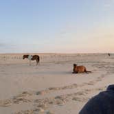 Review photo of Assateague State Park Campground by Simon S., November 2, 2021