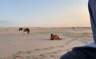 Simon S.'s photo of camping with pets at Assateague State Park Campground near Salisbury, MD