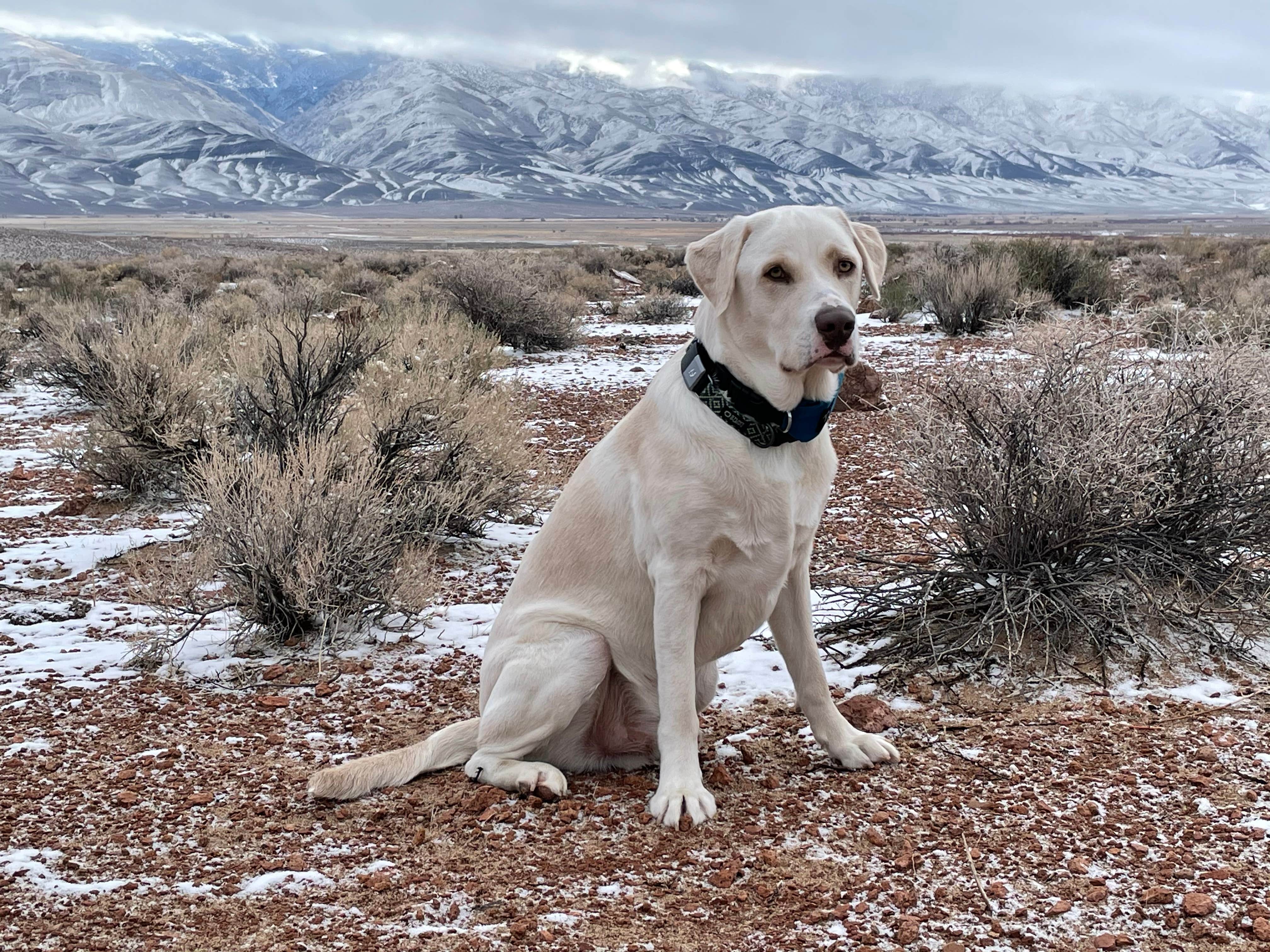 Jessica's photo of camping with pets at Volcanic Tableland BLM Dispersed Camping near Bishop, CA