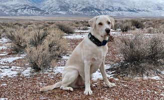 Jessica's photo of camping with pets at Volcanic Tableland BLM Dispersed Camping near Toms Place, CA