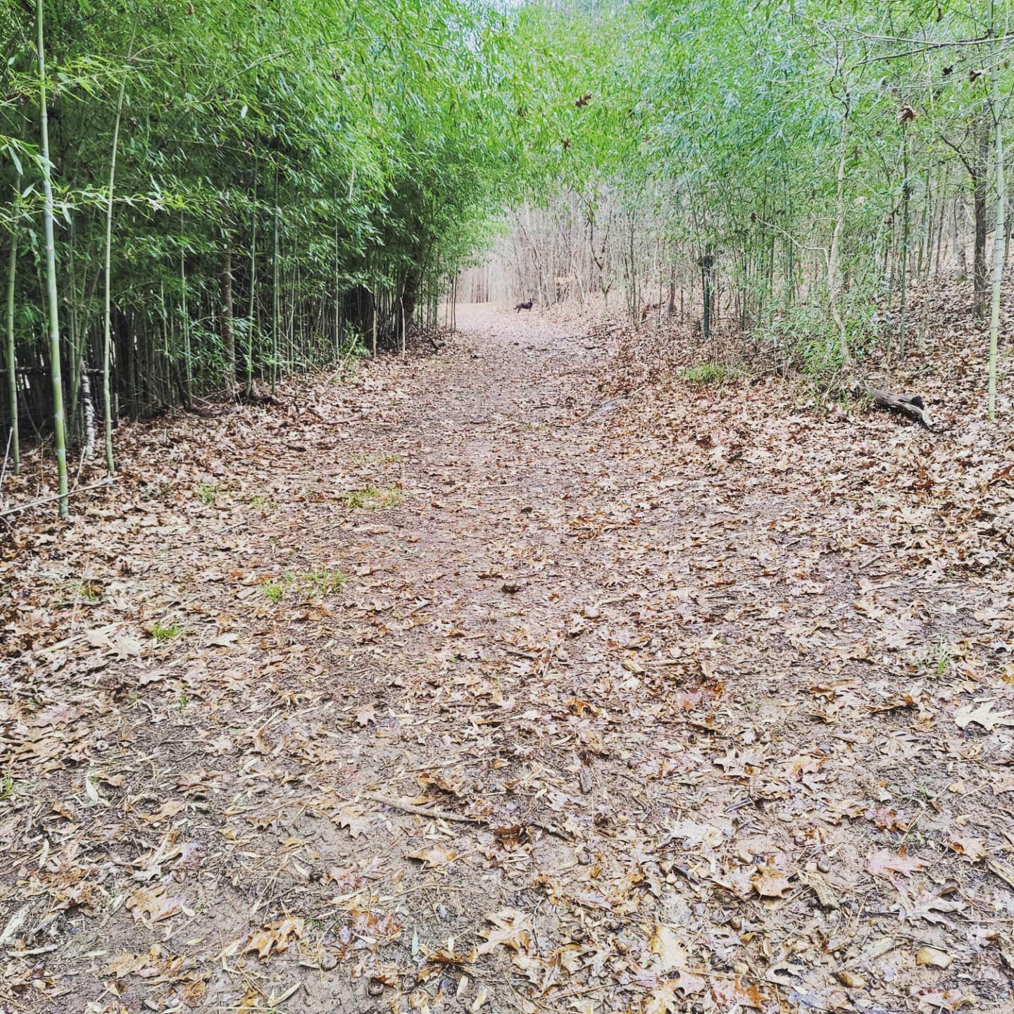 Camper-submitted photo at Lock and Dam / Coosa River County Park near Cave Spring, GA