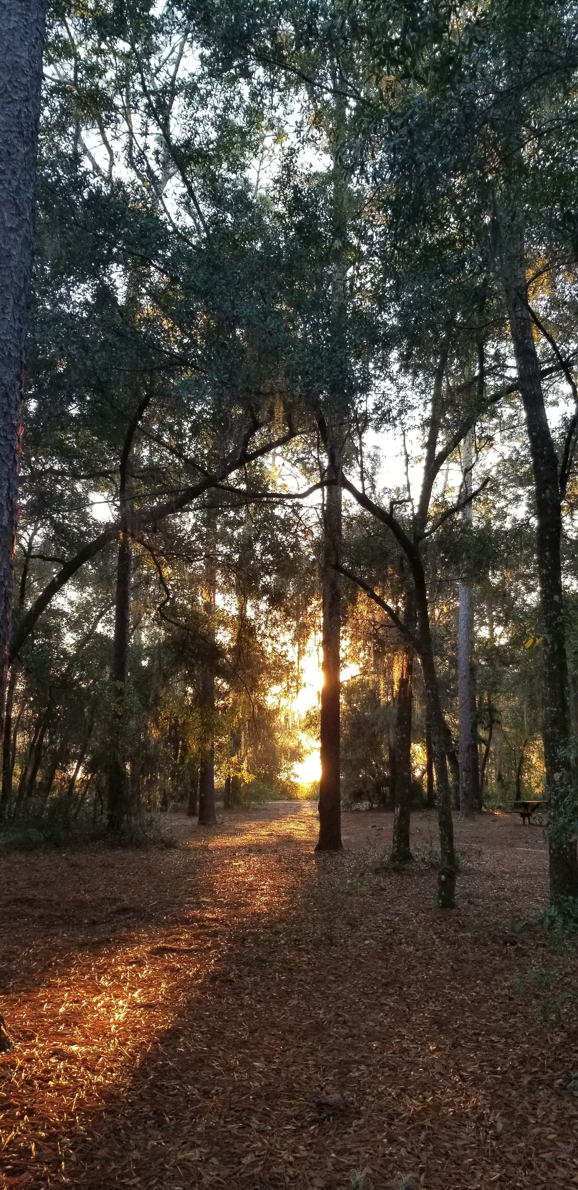Camper-submitted photo at Lake Delancy West Campground near Georgetown, FL